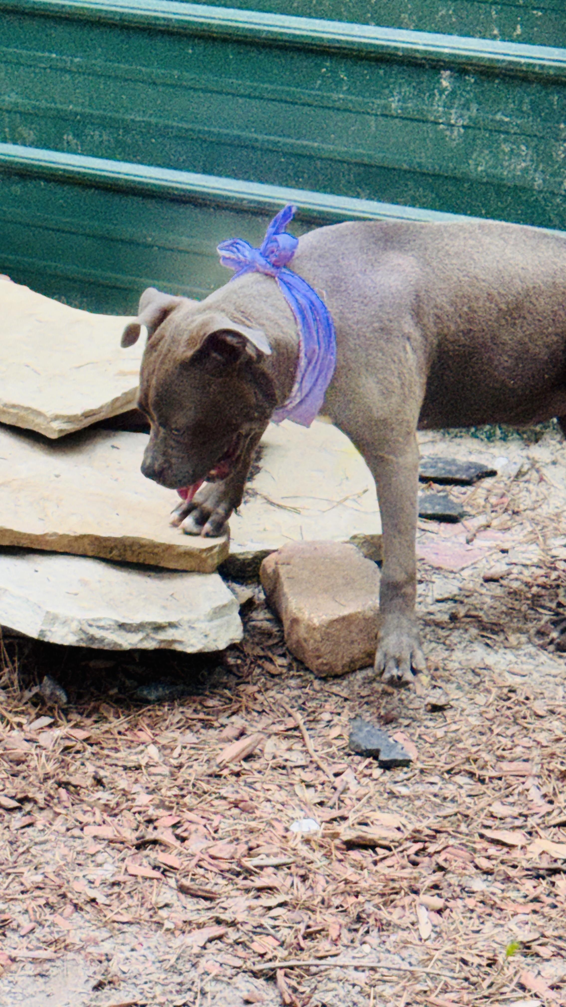 ETHEL, a ADOPTABLE American Bully in Jacksonville, FL image 2/5