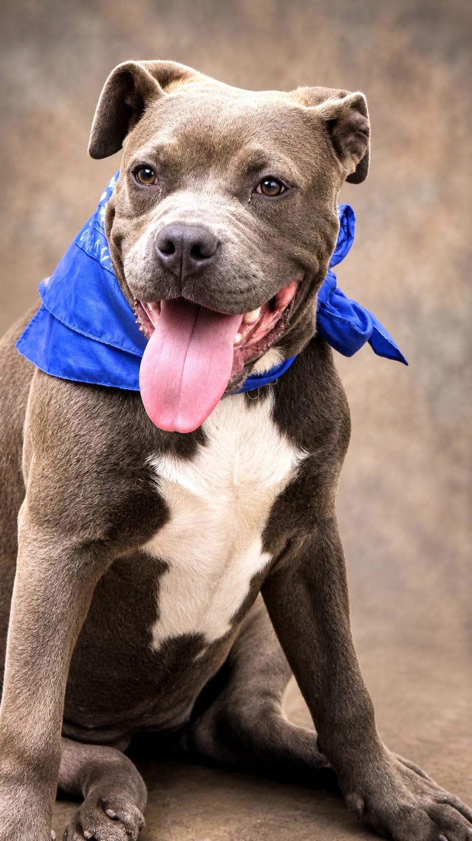 ETHEL, ADOPTABLE, Puppy Female American Bully.