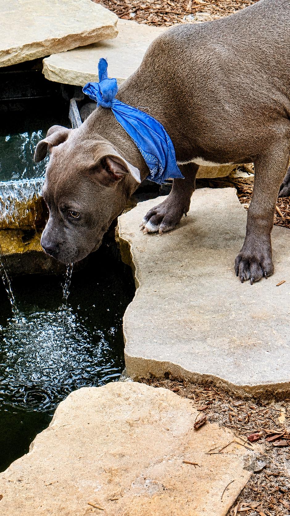 ETHEL, a ADOPTABLE American Bully in Jacksonville, FL image 3/5
