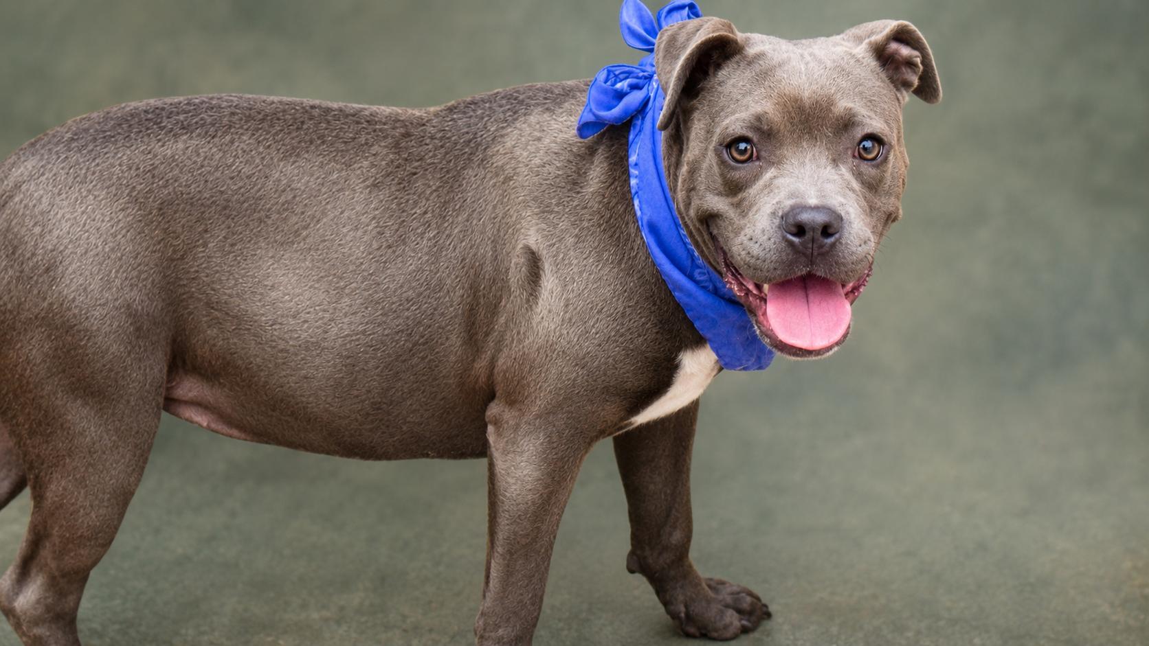 ETHEL, a ADOPTABLE American Bully in Jacksonville, FL image 4/5