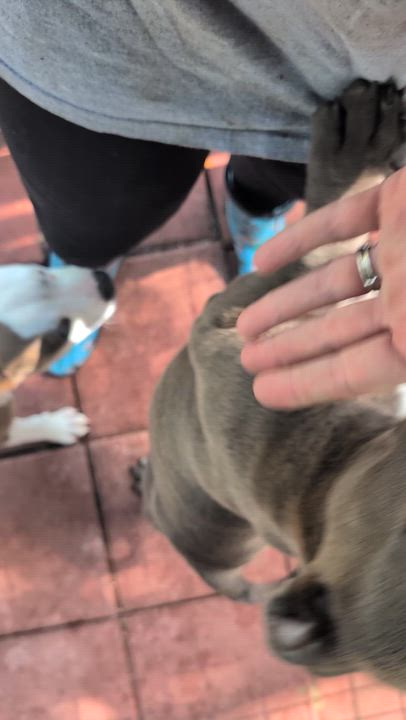 Enlarge ETHEL, a ADOPTABLE American Bully in Jacksonville, FL video 5/5
