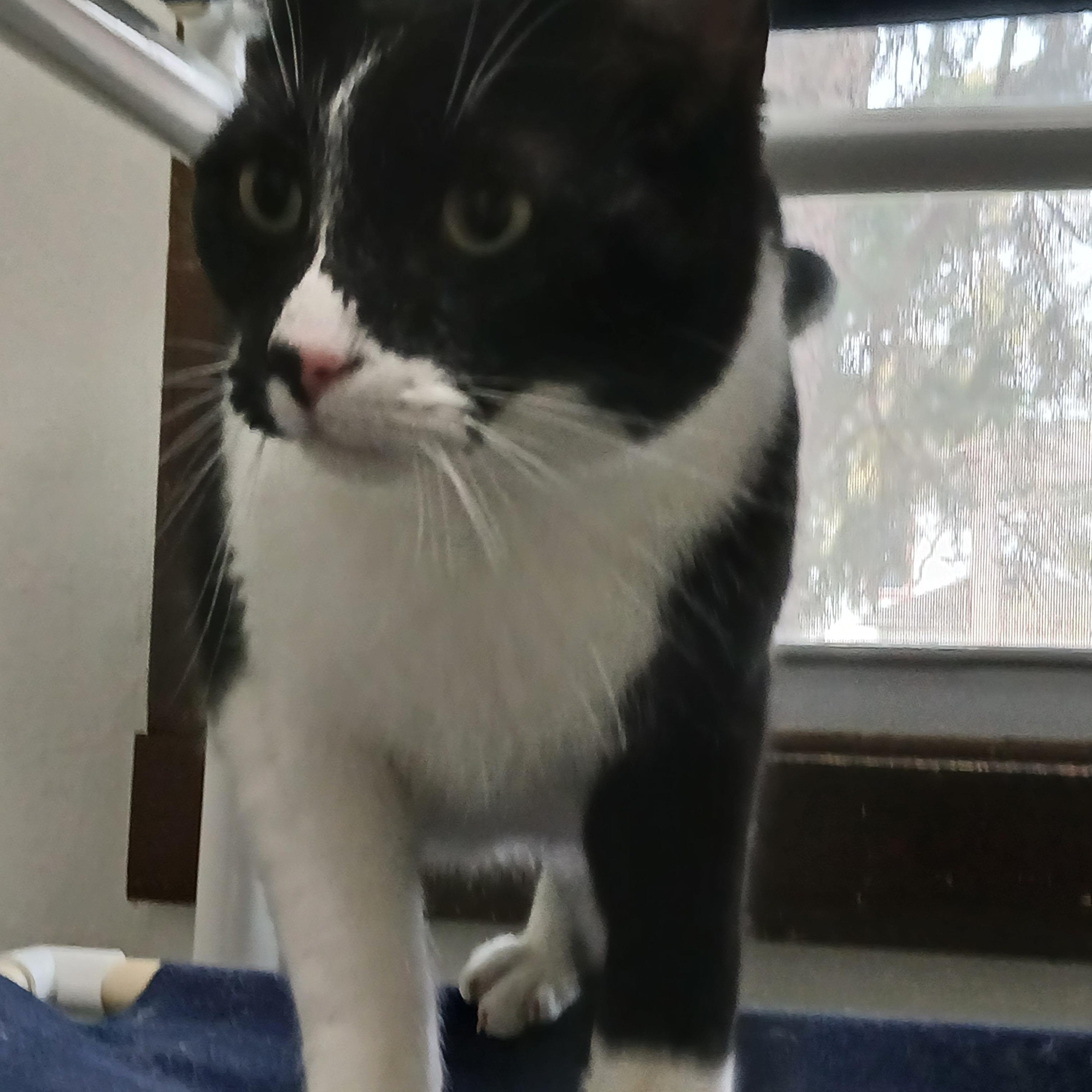 Enlarge Poe, a ADOPTABLE American Shorthair in Iowa Falls, IA image 2/2