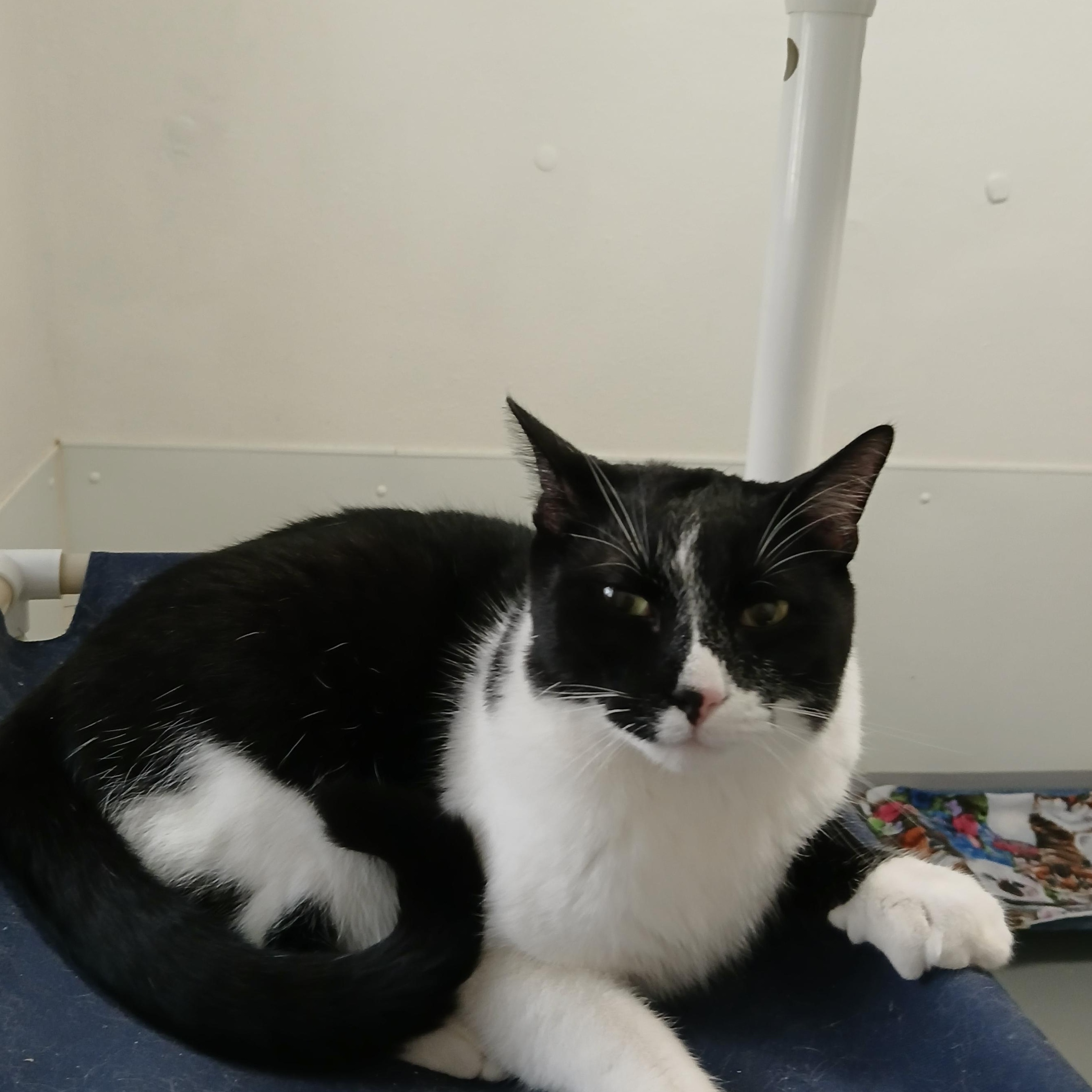 Poe, ADOPTABLE, Adult Male American Shorthair.