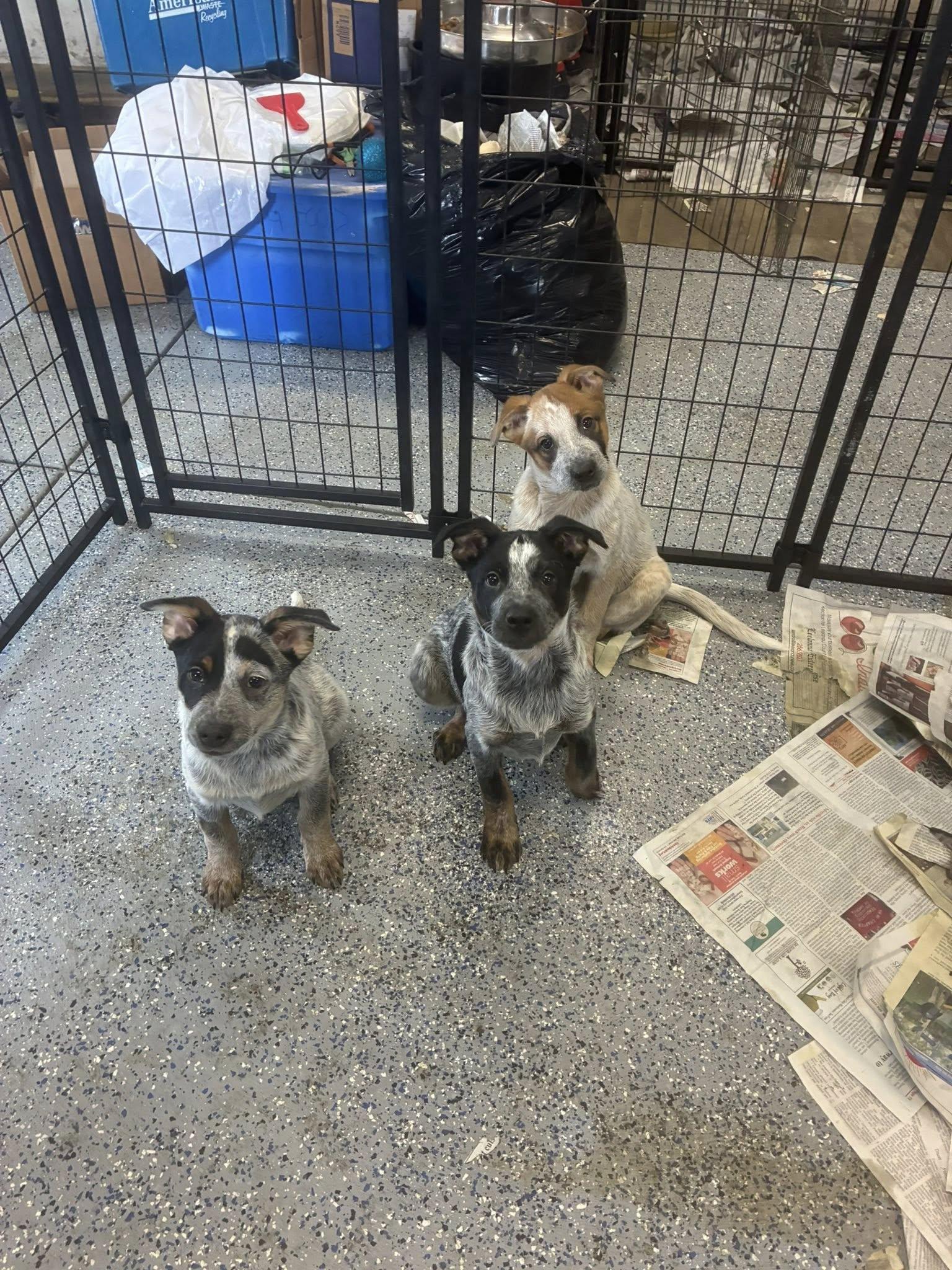 Enlarge Vodka litter puppies , an adopted Australian Cattle Dog / Blue Heeler in Traverse City, MI image 1/1