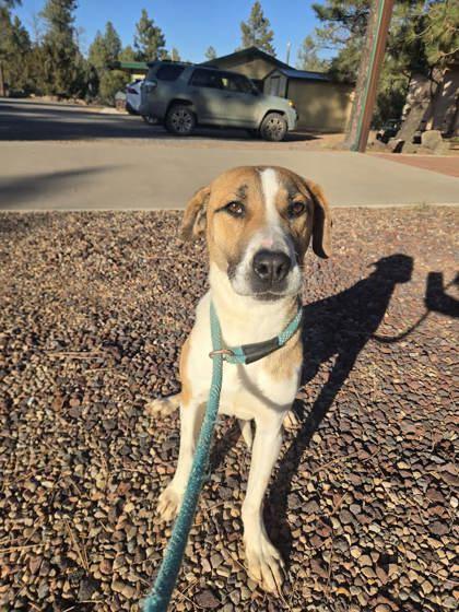 Enlarge Jill, a ADOPTABLE Mixed Breed in Lakeside, AZ image 1/1