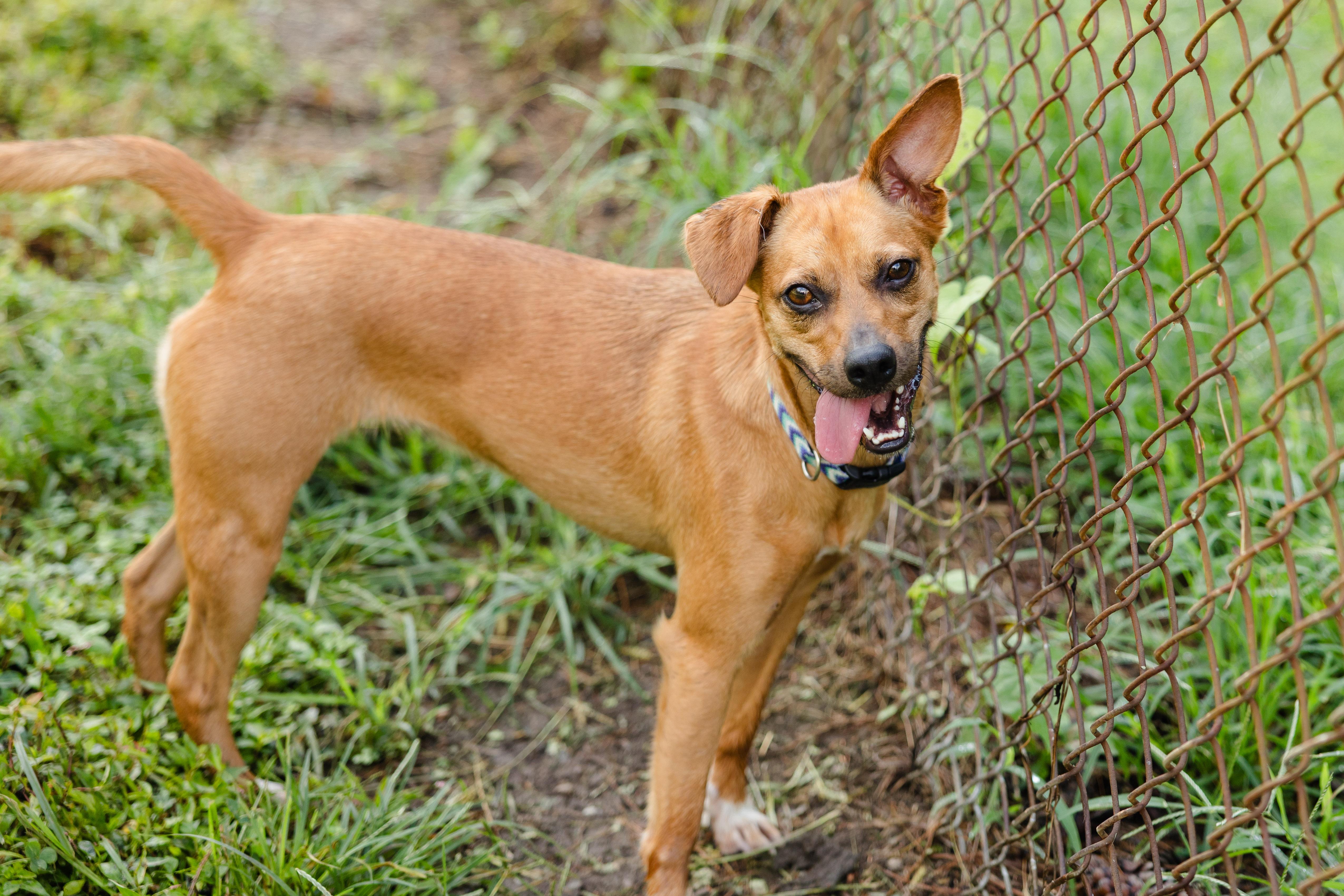 Enlarge Gemma, a Adoptable mixed breed in Newburgh, IN image 2/3