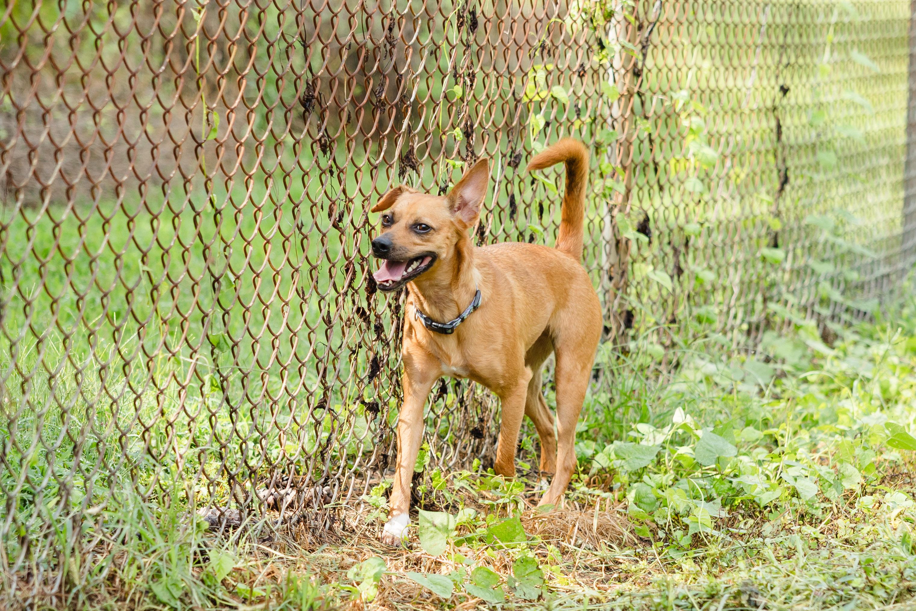 Enlarge Gemma, a Adoptable mixed breed in Newburgh, IN image 3/3