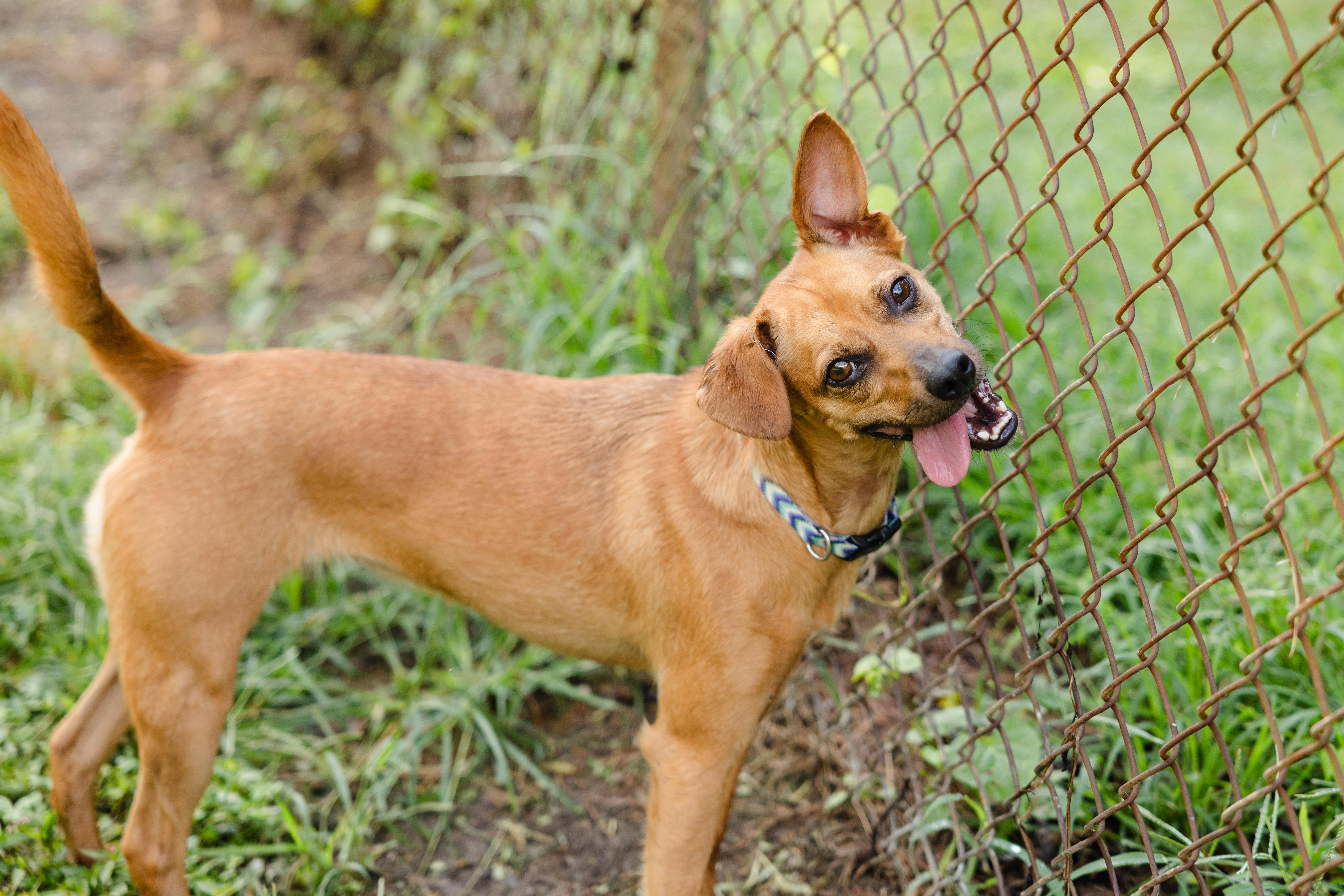 Gemma, Adoptable, Adult Female Chihuahua & Labrador Retriever.