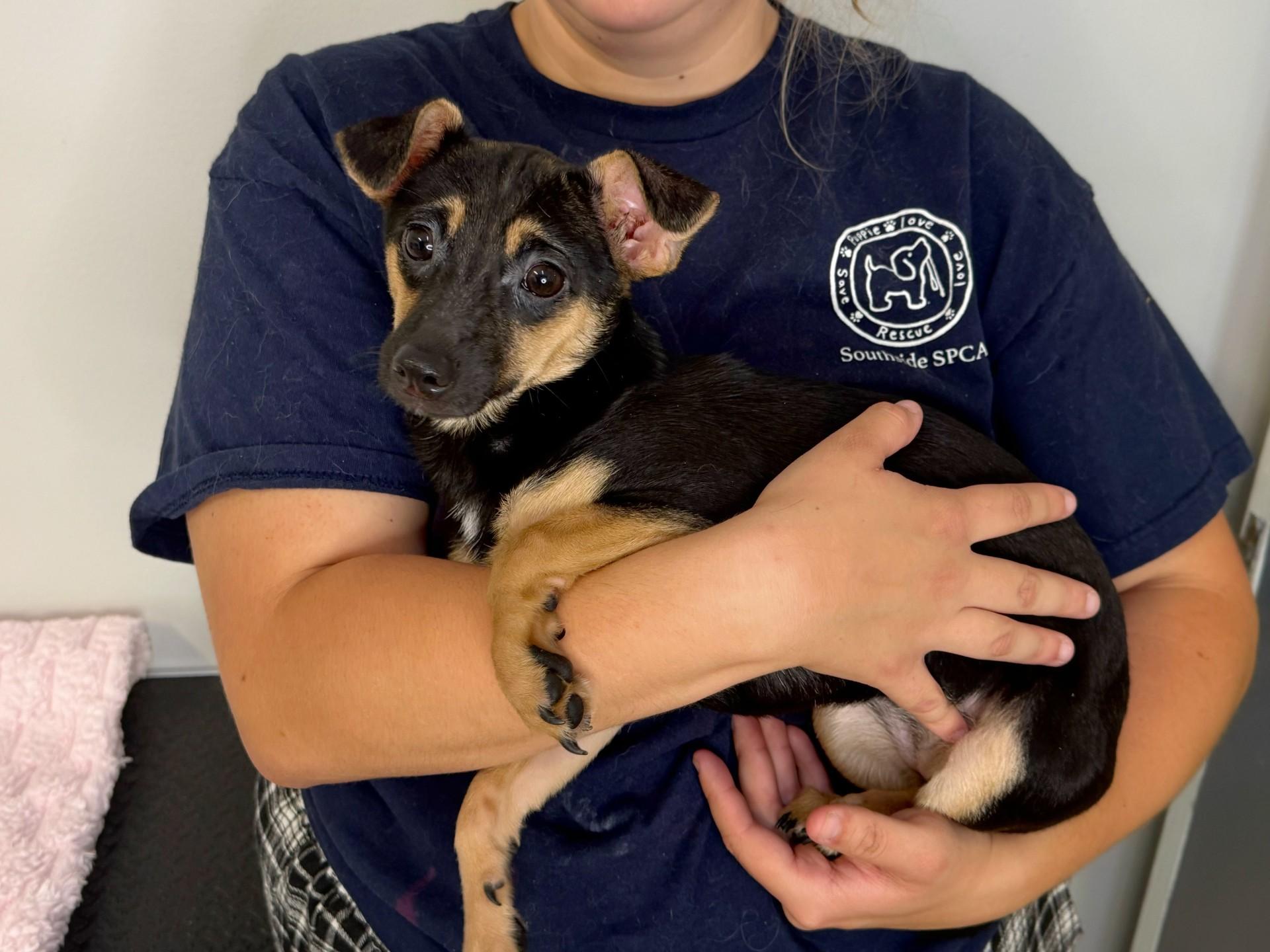 Pinky Toe, a ADOPTABLE mixed breed in Midlothian, VA image 4/6