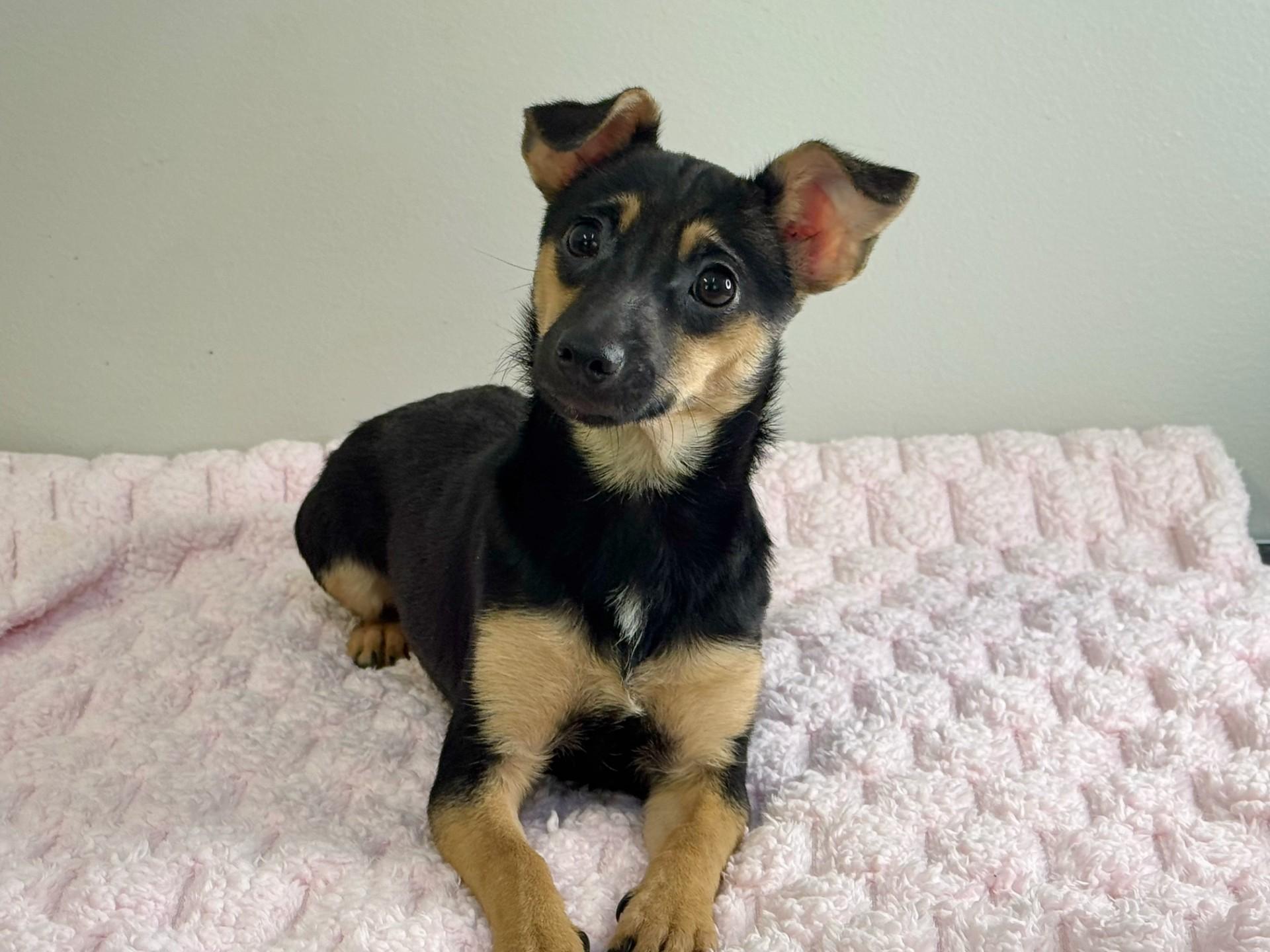 Pinky Toe, a ADOPTABLE mixed breed in Midlothian, VA image 6/6