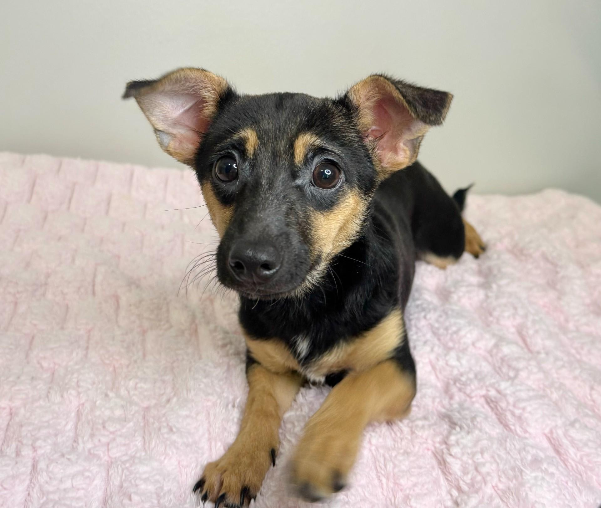 Pinky Toe, ADOPTABLE, Young Female Terrier.