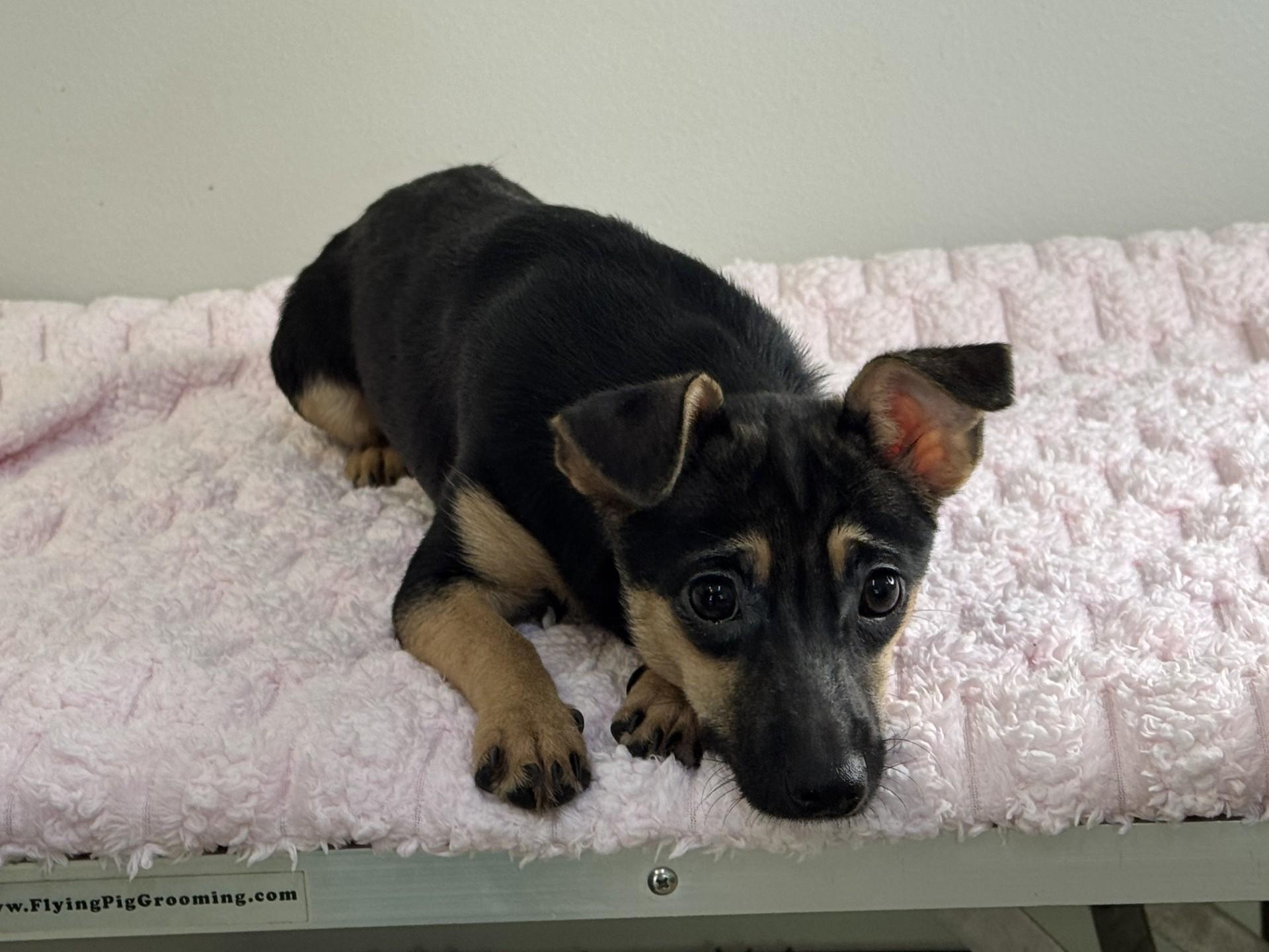 Pinky Toe, a ADOPTABLE mixed breed in Midlothian, VA image 3/6