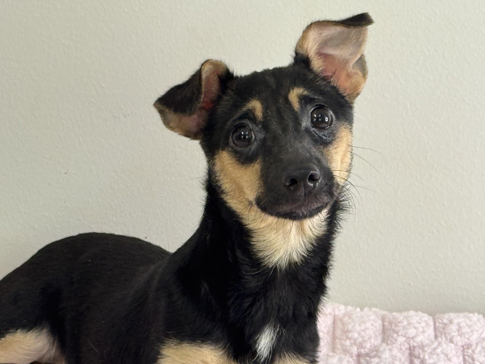 Pinky Toe, a ADOPTABLE mixed breed in Midlothian, VA image 5/6