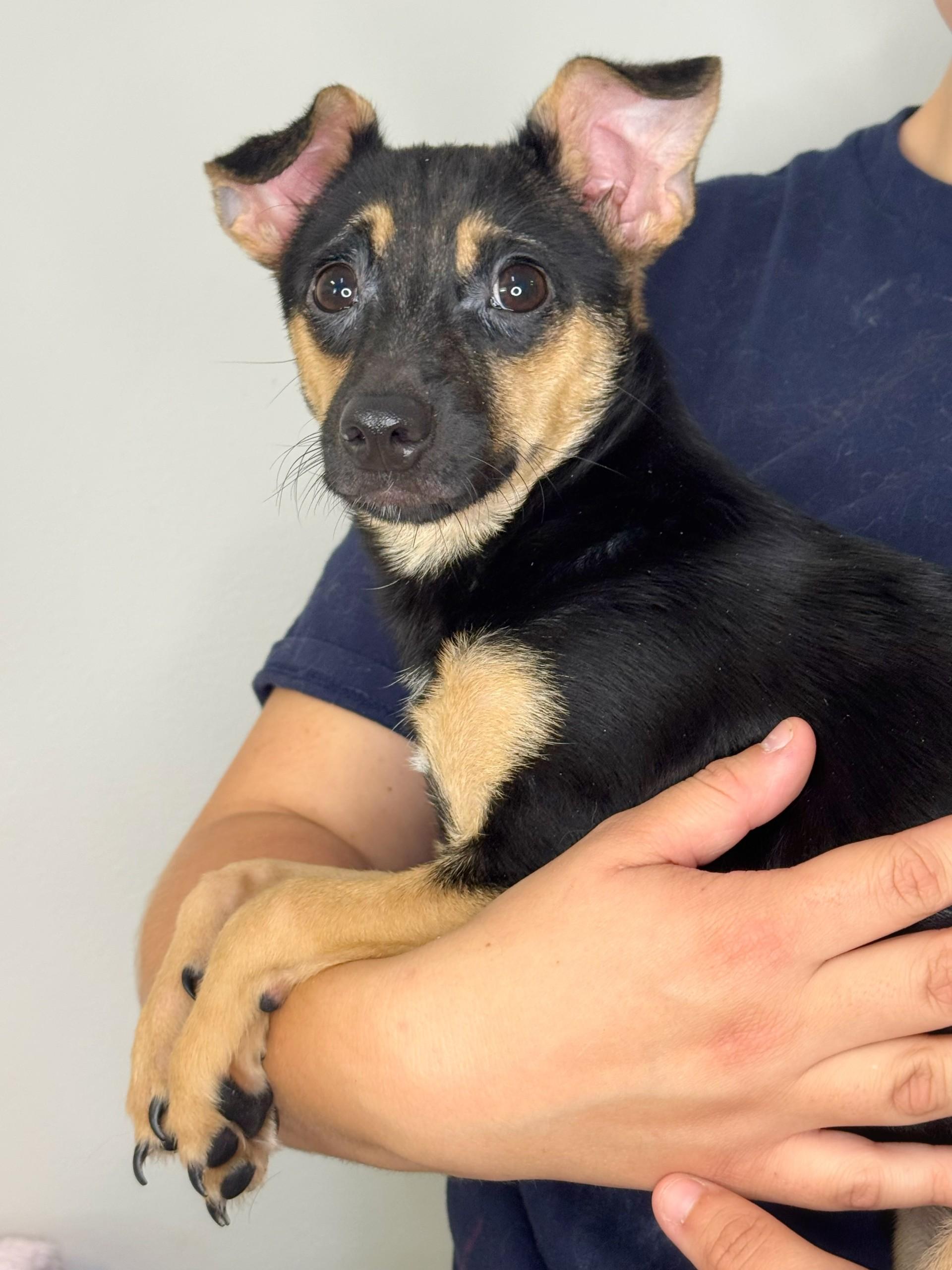 Pinky Toe, a ADOPTABLE mixed breed in Midlothian, VA image 2/6