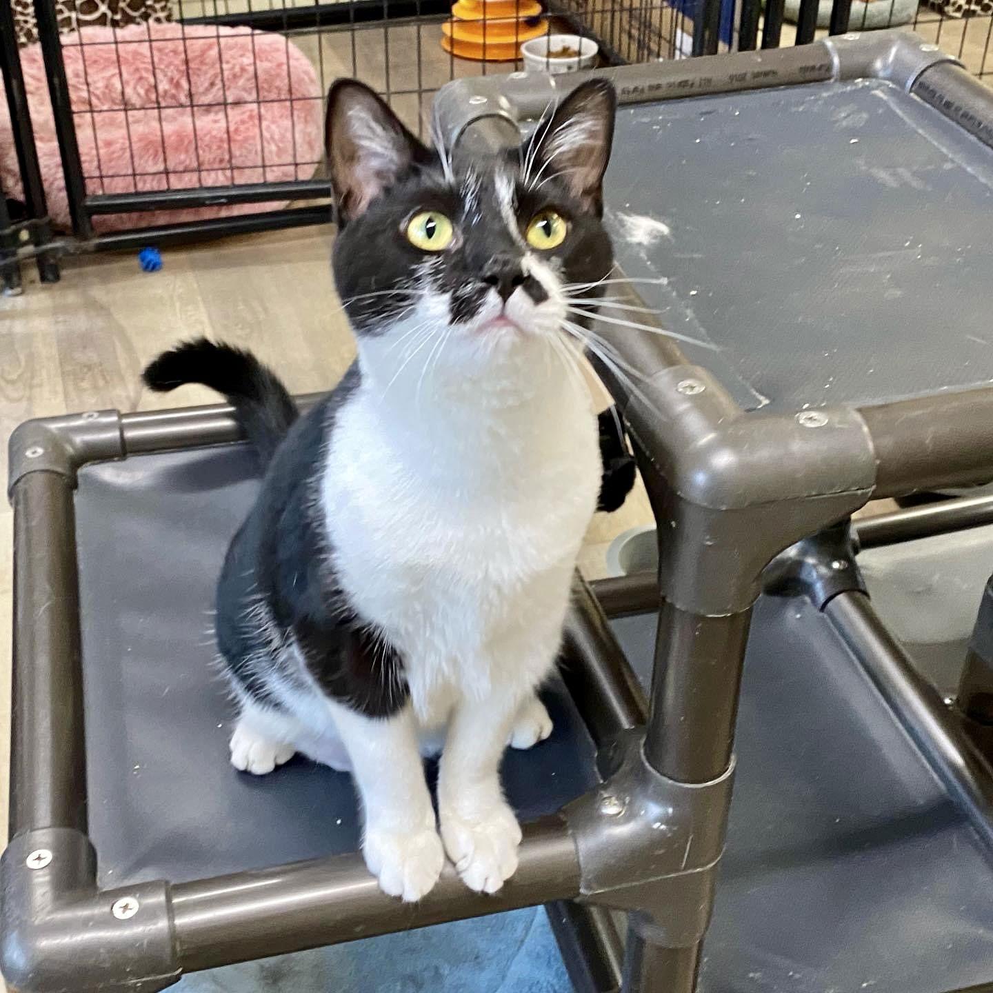 CARLY, Adoptable, Young Female Domestic Short Hair.