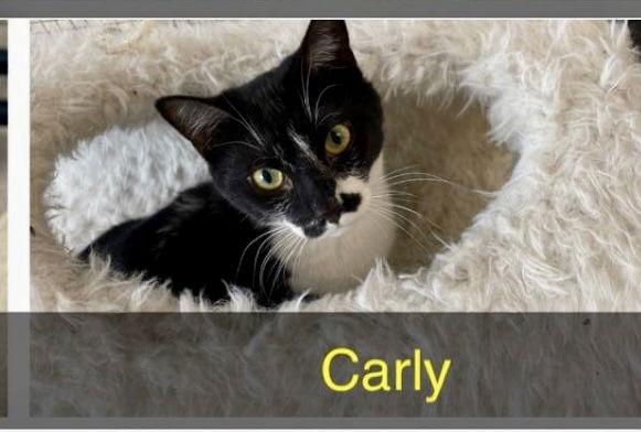 Enlarge CARLY, a Adoptable Domestic Short Hair in Massapequa, NY image 1/6