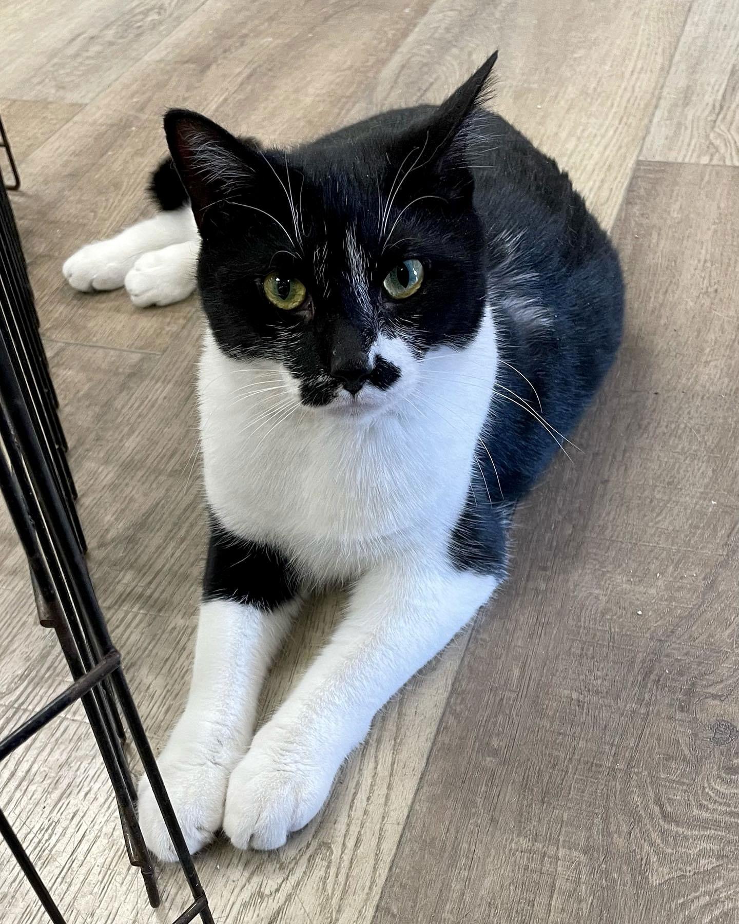 CARLY, Adoptable, Young Female Domestic Short Hair.