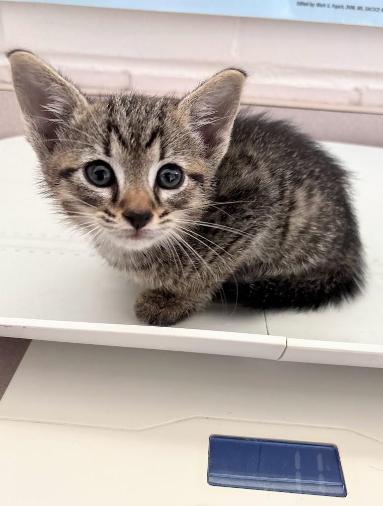 Fennic (25-C0133), Young Male Domestic Short Hair