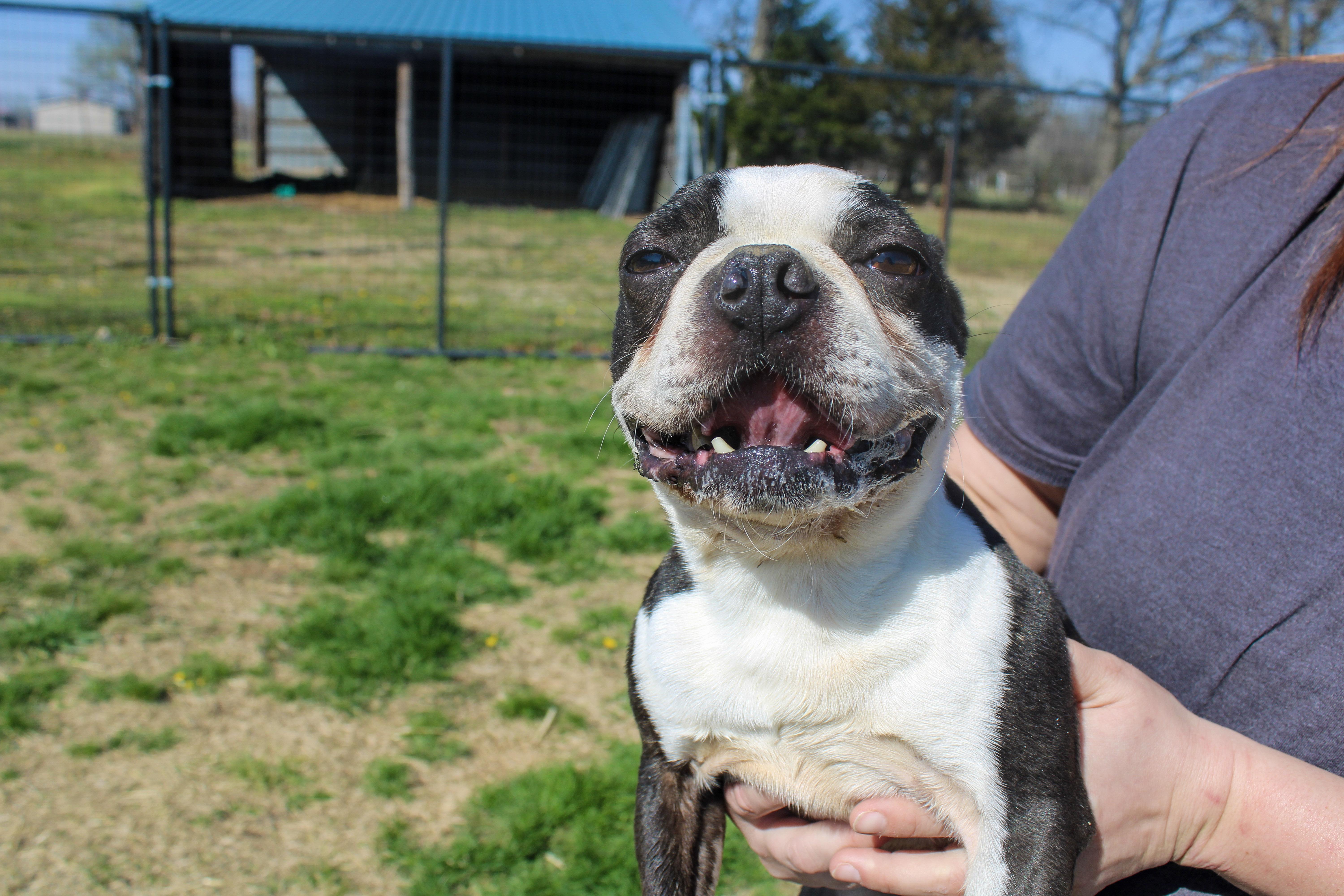 Enlarge Titus, a ADOPTABLE Boston Terrier in Neosho, MO image 1/2