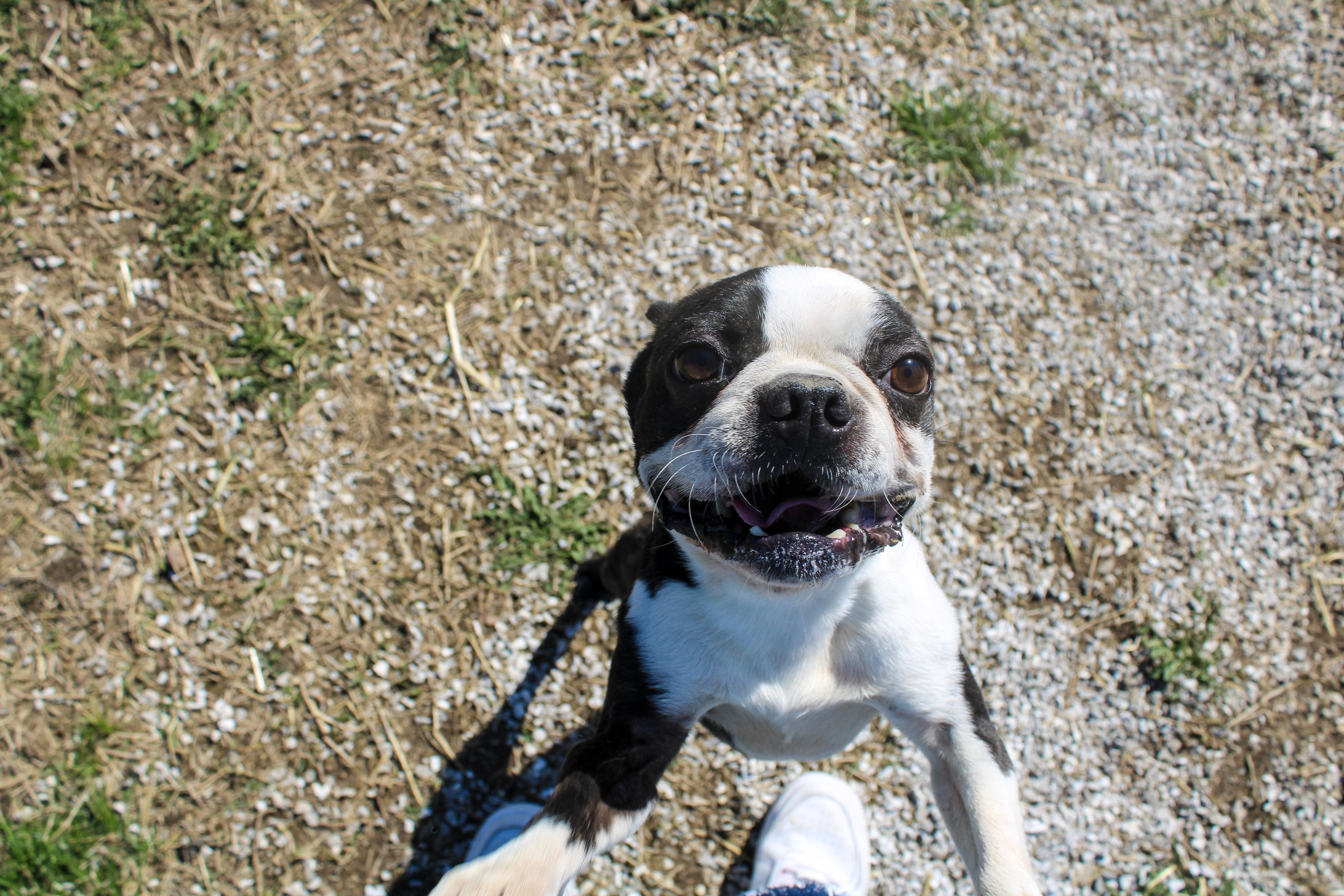 Enlarge Titus, a ADOPTABLE Boston Terrier in Neosho, MO image 2/2