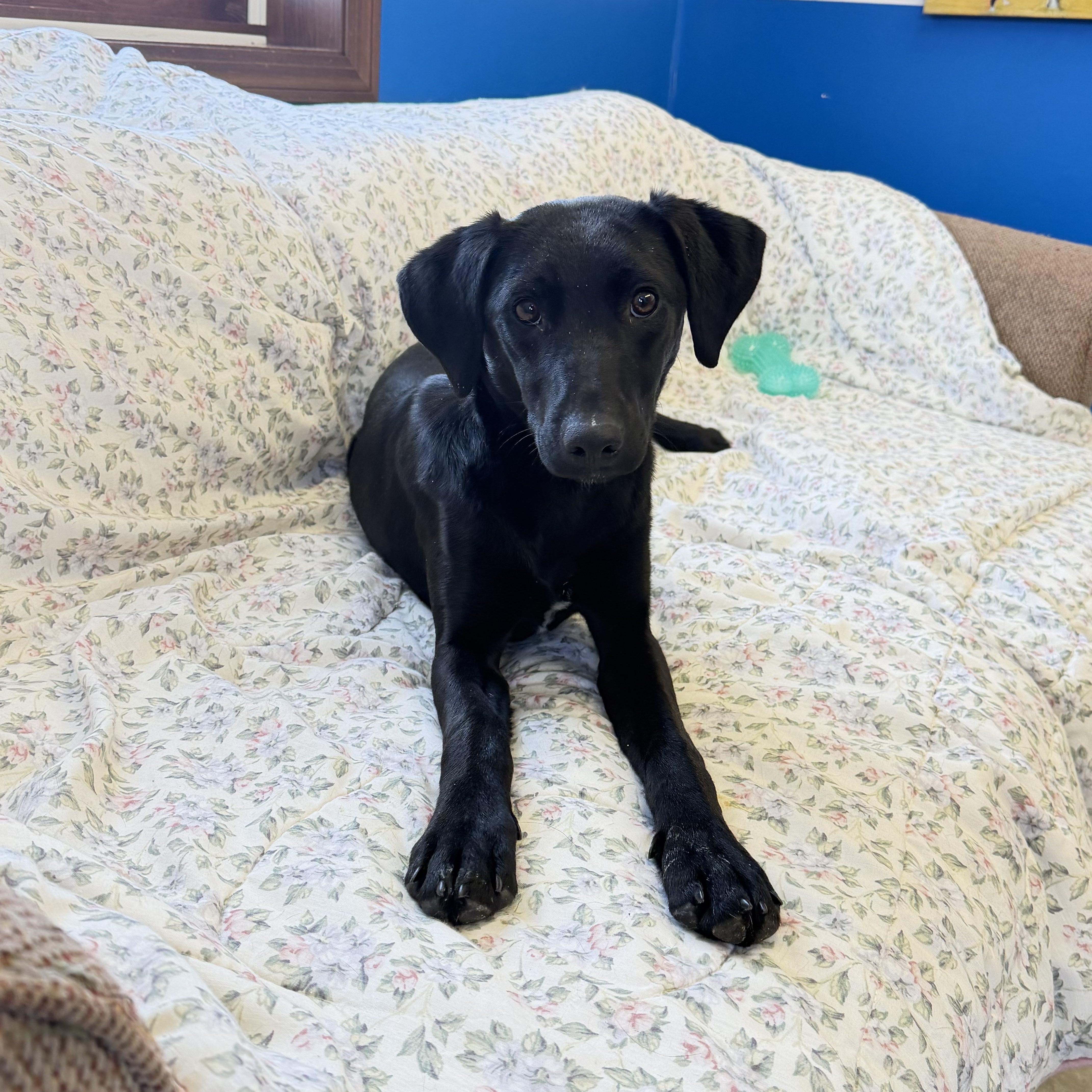 Jelly, Adoptable, Young Female Black Labrador Retriever.