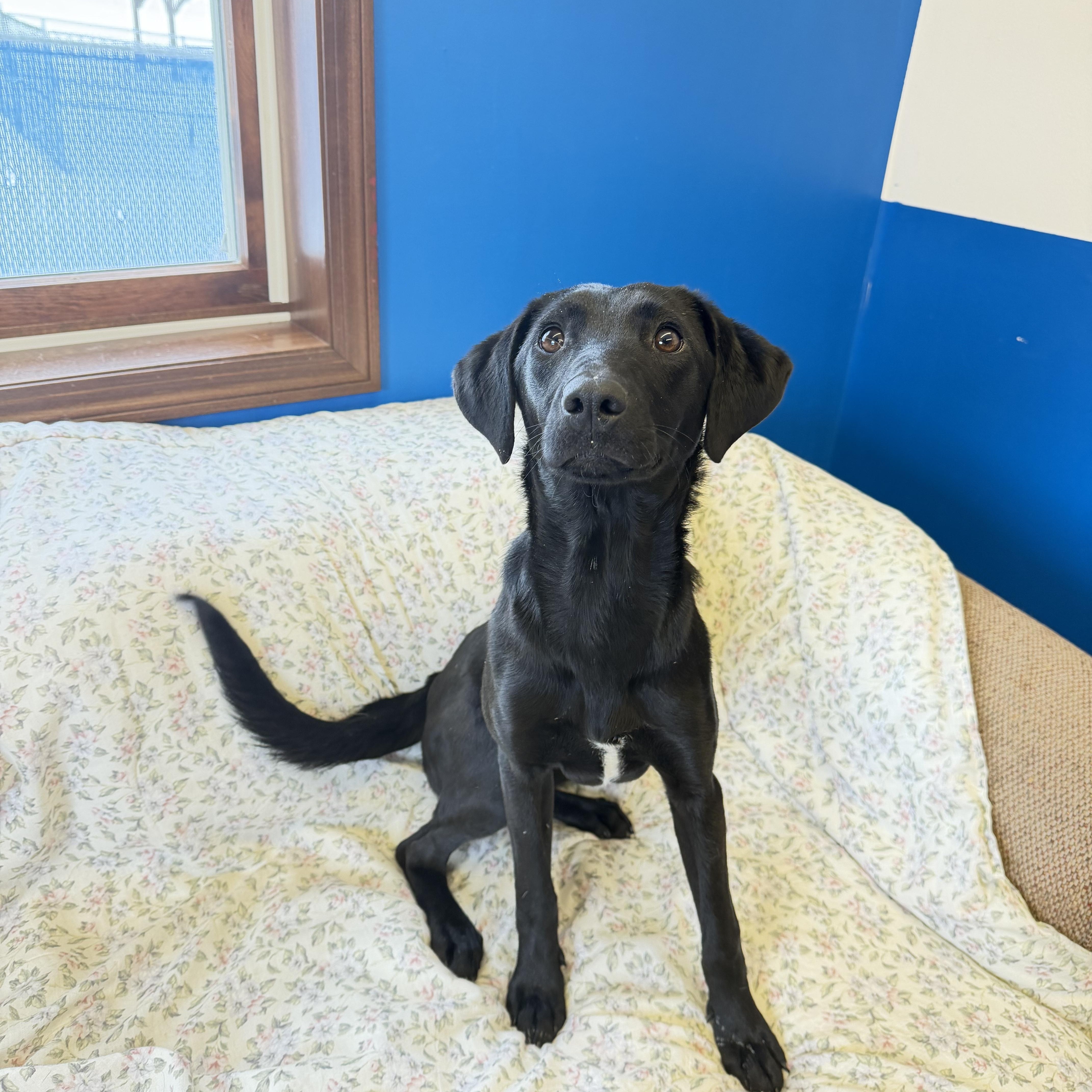 Enlarge Jelly, a Adoptable mixed breed in Millersburg, OH image 3/3