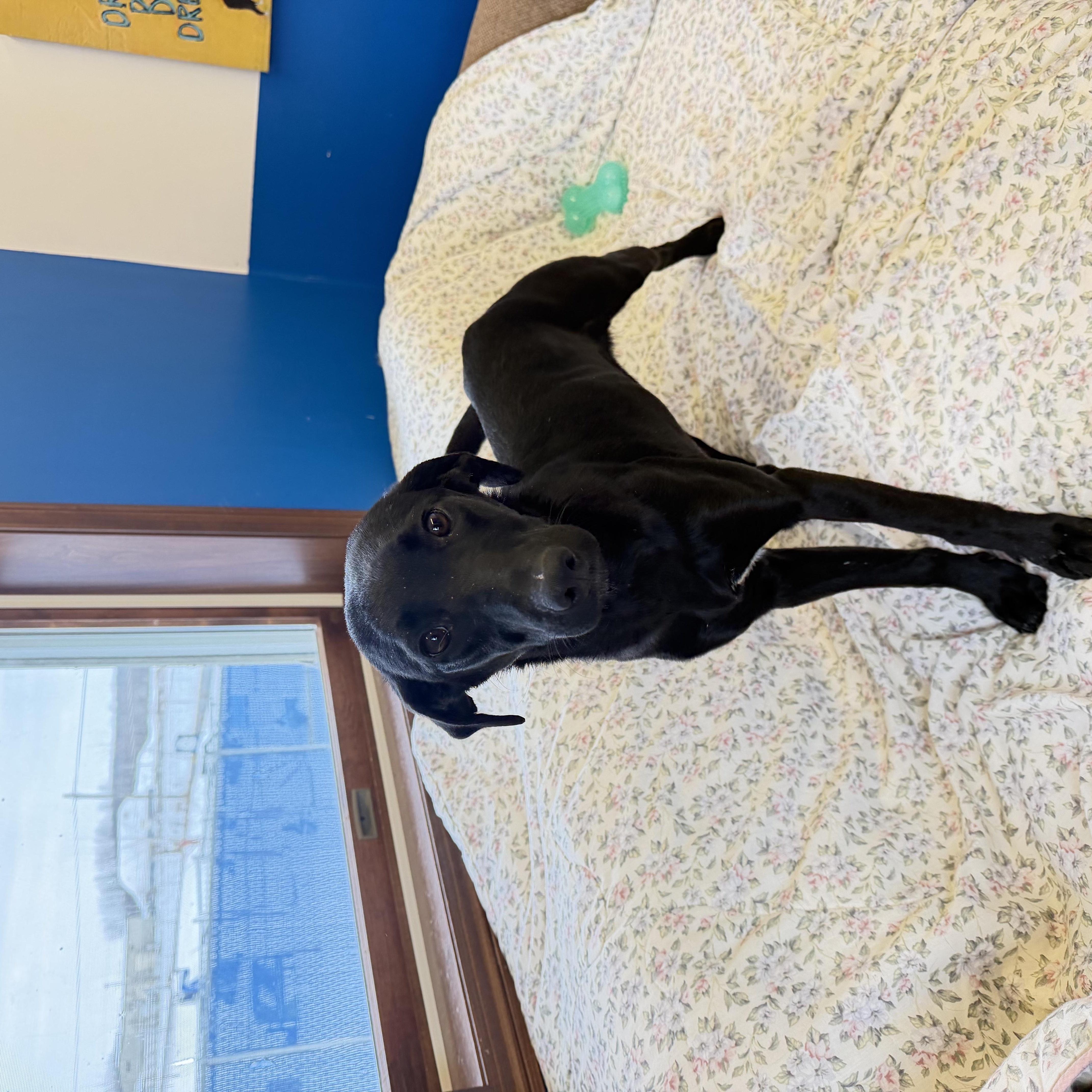 Enlarge Jelly, a Adoptable mixed breed in Millersburg, OH image 2/3