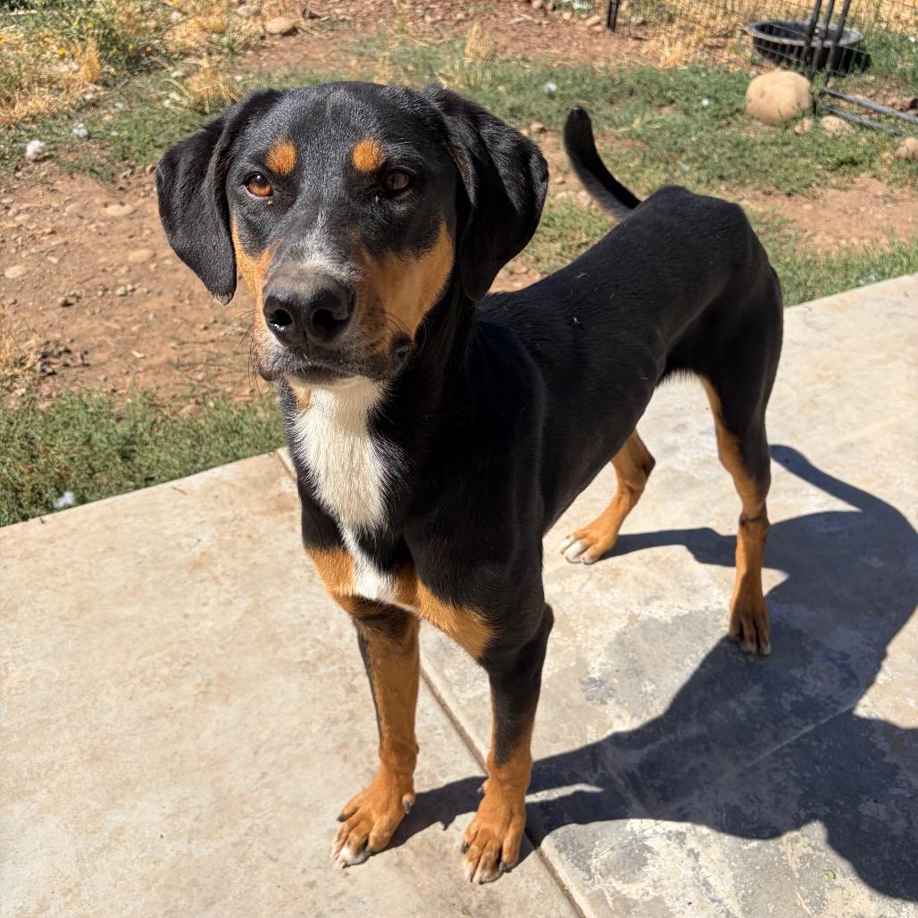 Lancelot, Adoptable, Adult Male Doberman Pinscher.