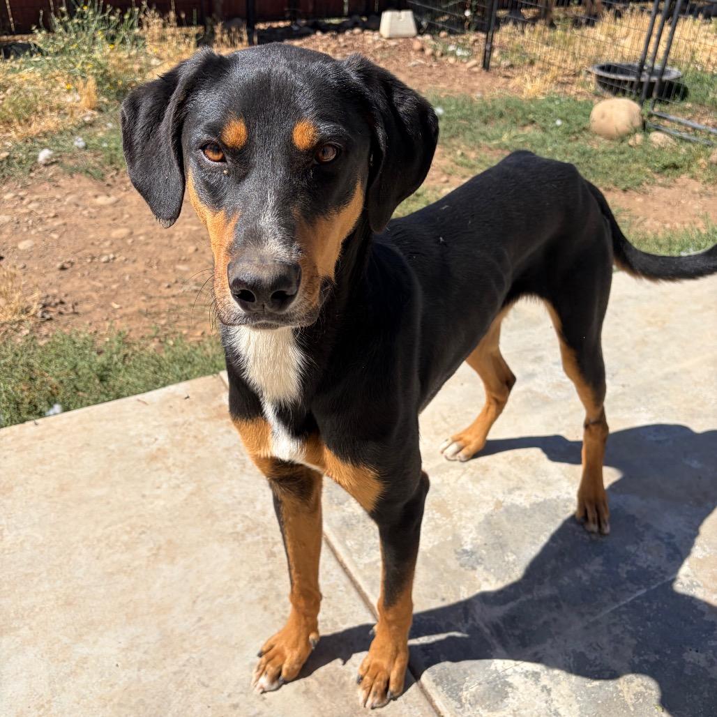 Enlarge Lancelot, a Adoptable Doberman Pinscher in Chico, CA image 2/6