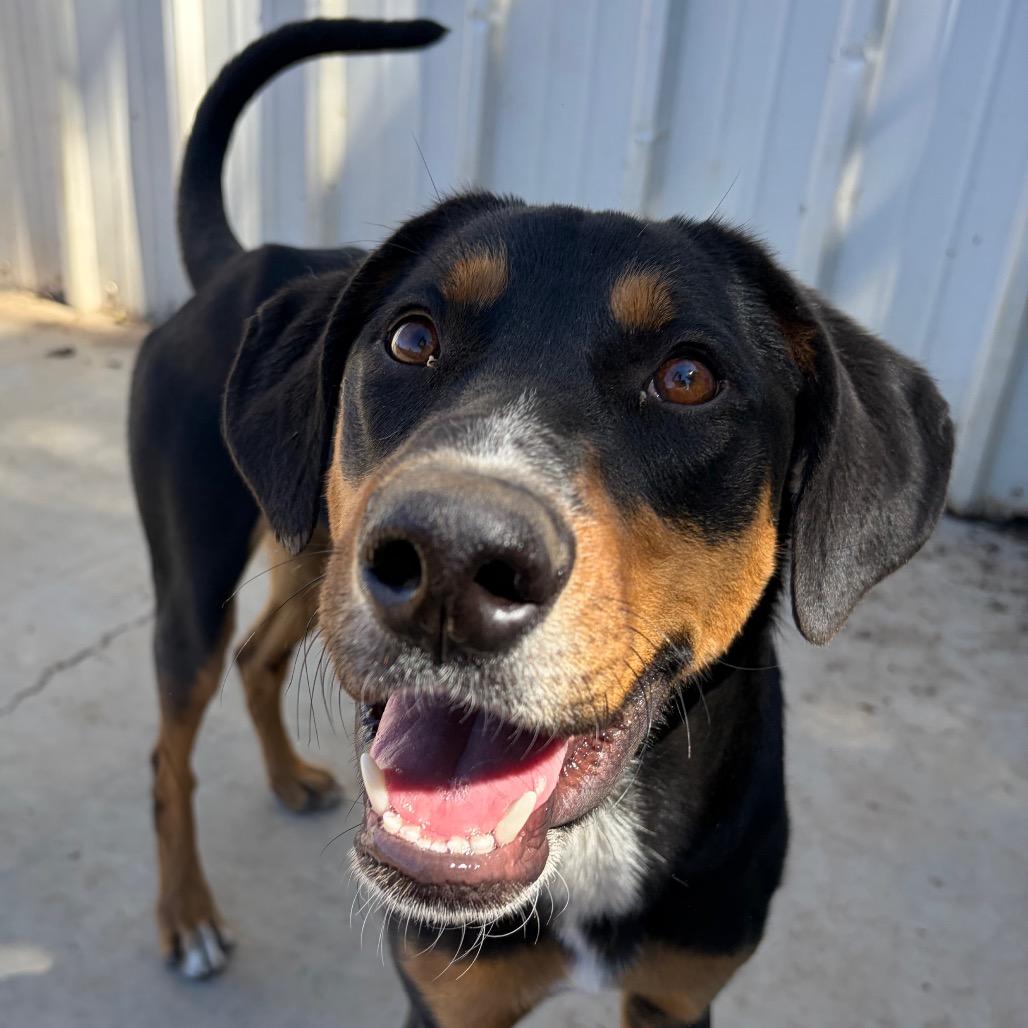 Enlarge Lancelot, a Adoptable Doberman Pinscher in Chico, CA image 3/6
