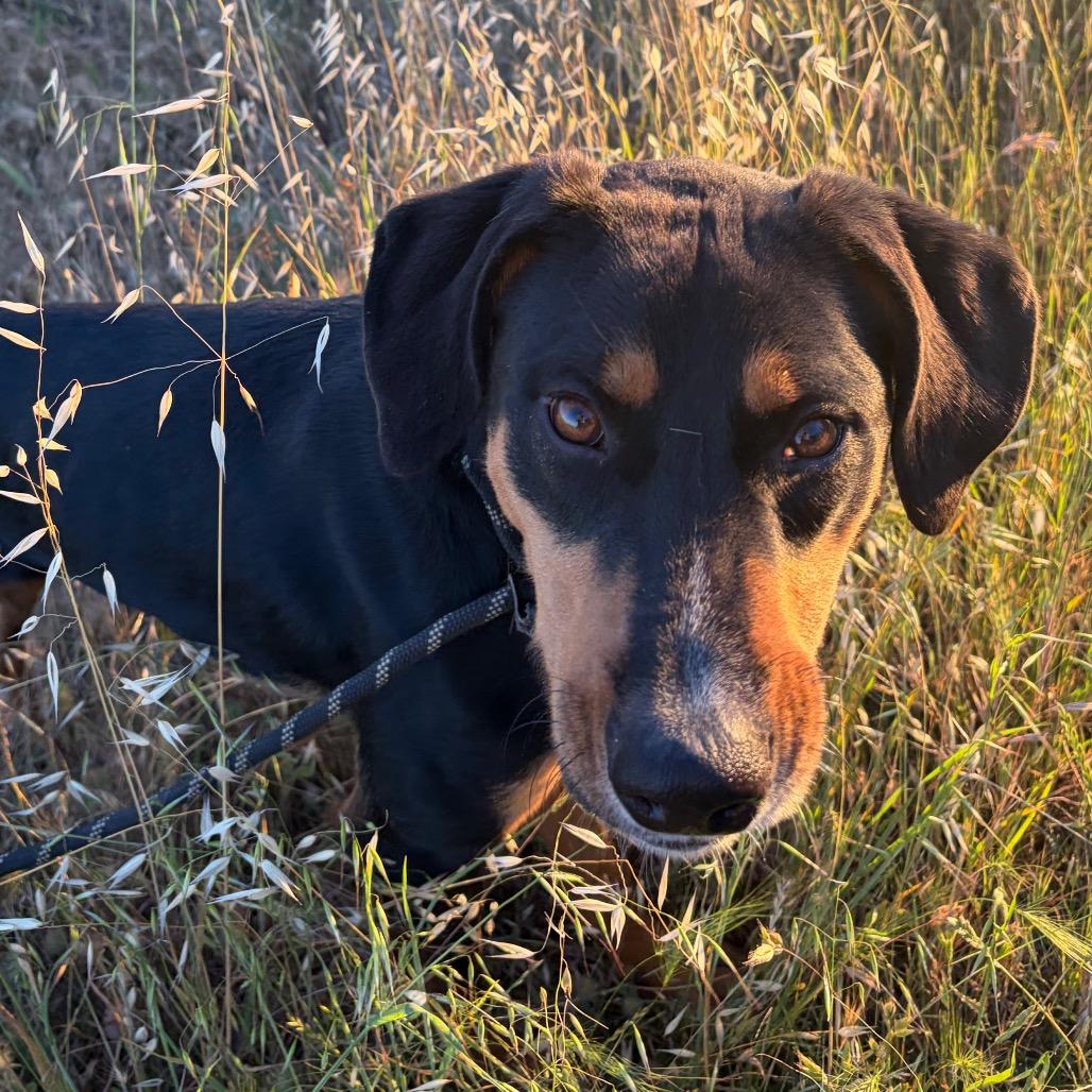 Enlarge Lancelot, a Adoptable Doberman Pinscher in Chico, CA image 4/6