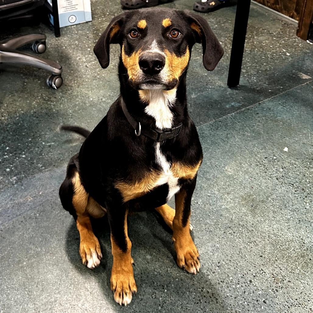 Enlarge Lancelot, a Adoptable Doberman Pinscher in Chico, CA image 5/6