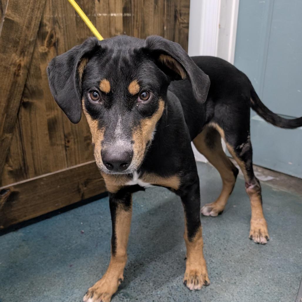 Enlarge Lancelot, a Adoptable Doberman Pinscher in Chico, CA image 6/6