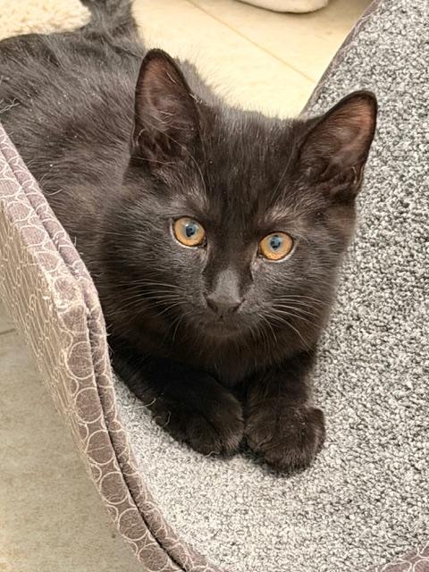 Mowgli * — thumbnail 2