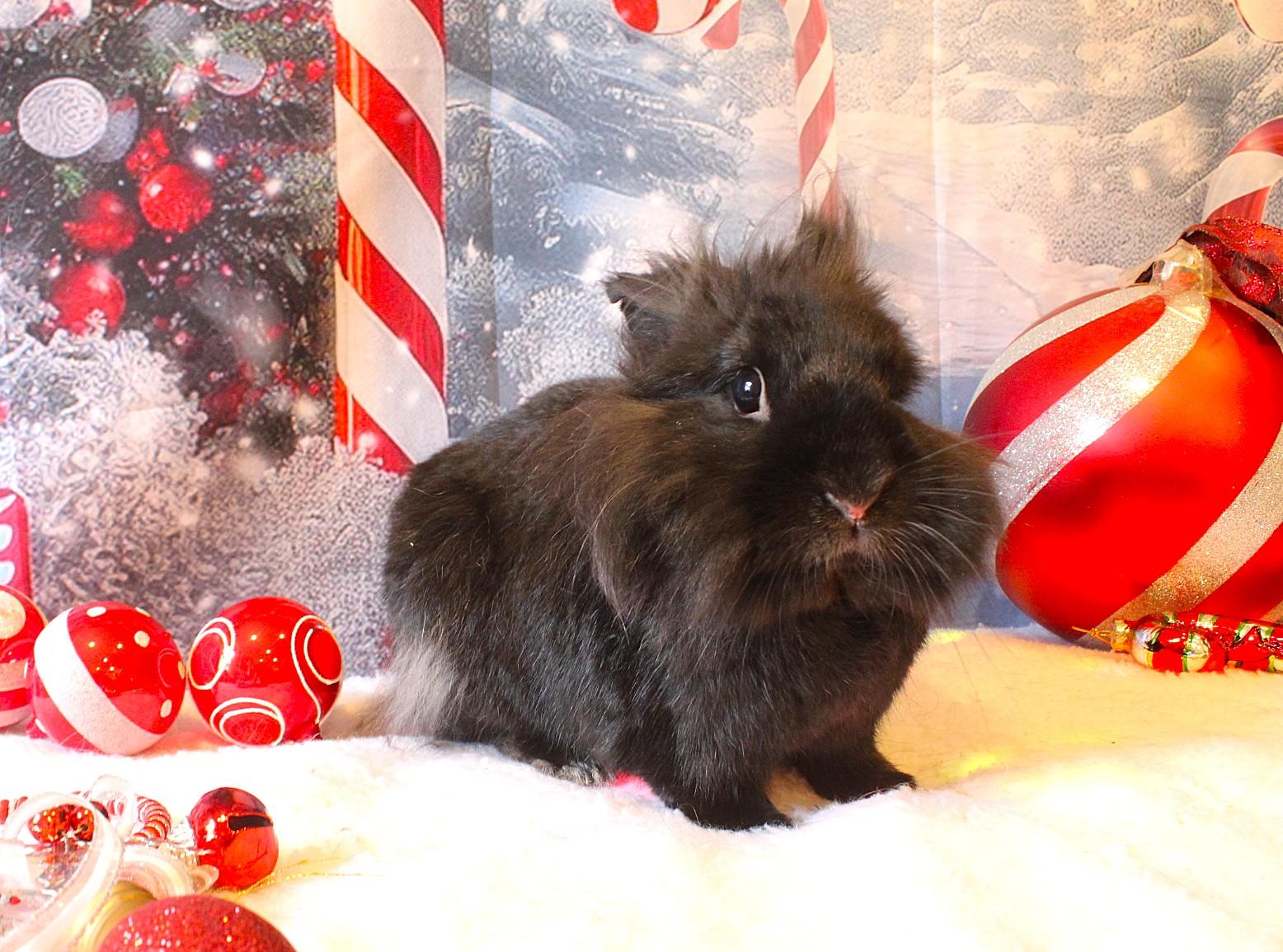 Stewie, Adoptable, Adult Male Dwarf.