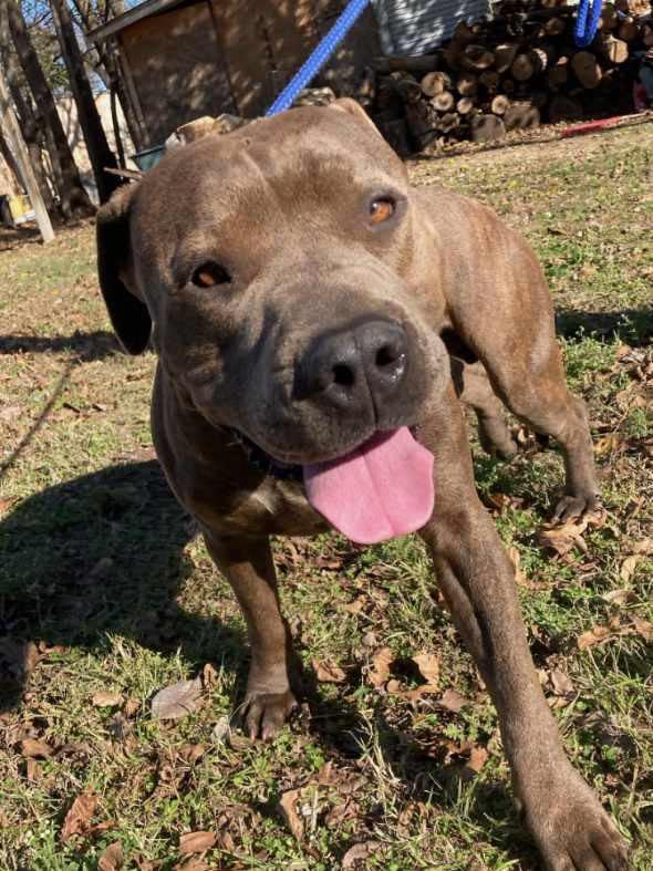 Nunu, Adoptable, Adult Male Pit Bull Terrier.