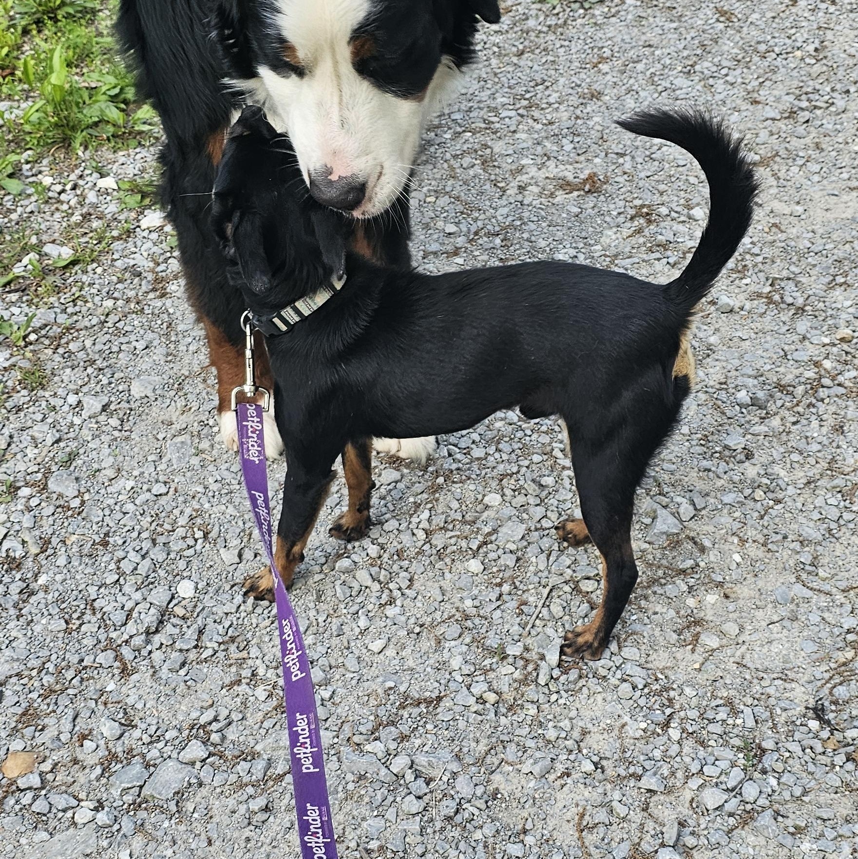 Houdini, a ADOPTABLE mixed breed in Columbia, MO image 2/2