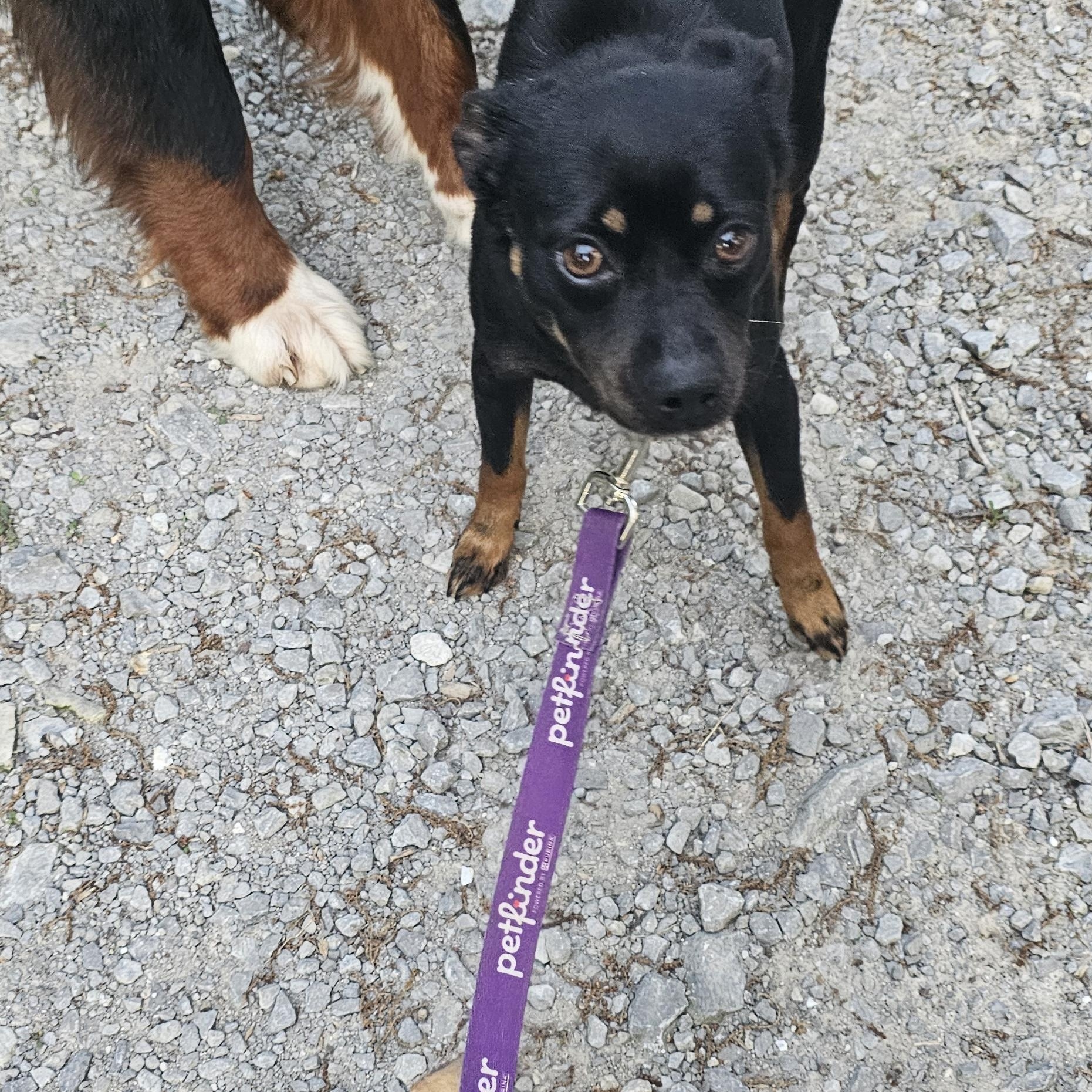 Houdini, a ADOPTABLE mixed breed in Columbia, MO image 1/2