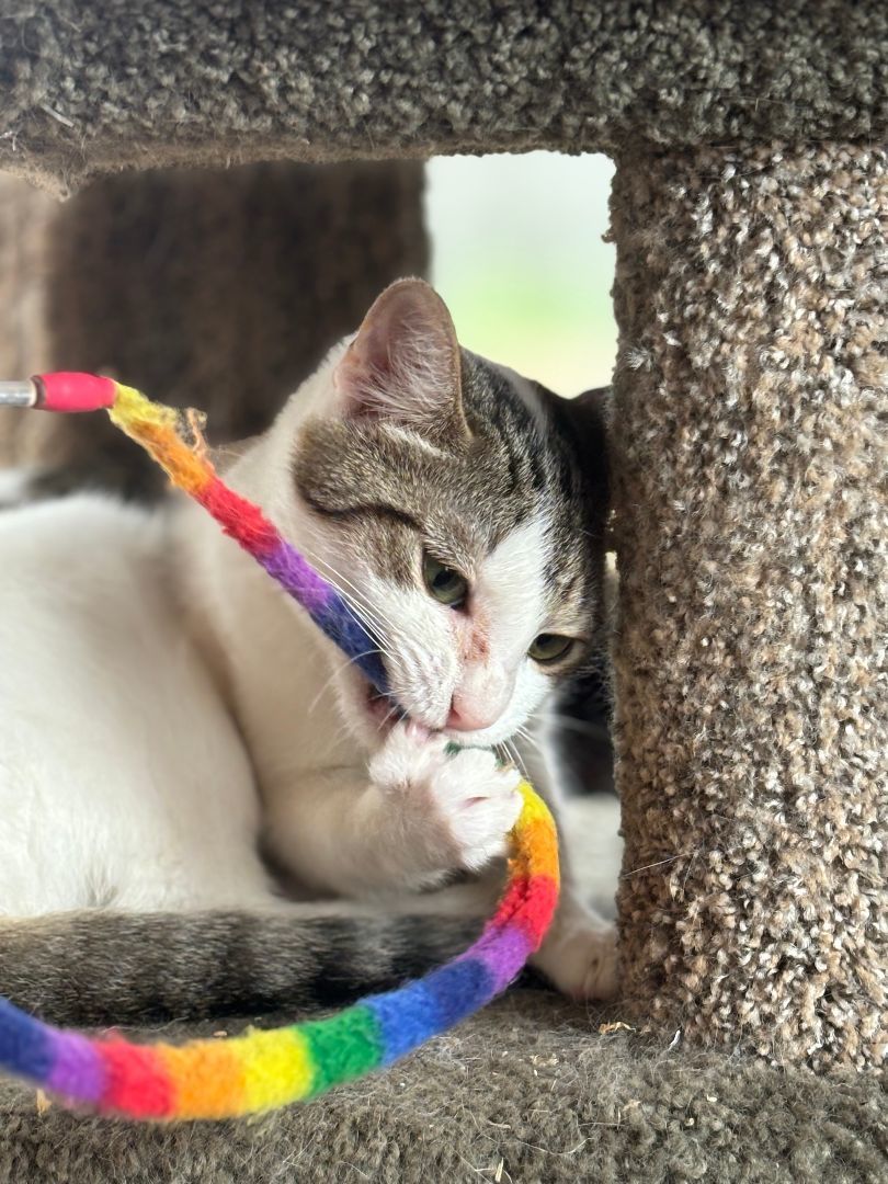 Parcel, Adoptable, Young Female Domestic Short Hair & Torbie.