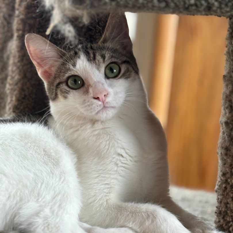 Enlarge Parcel, a Adoptable mixed breed in Seguin, TX image 2/6