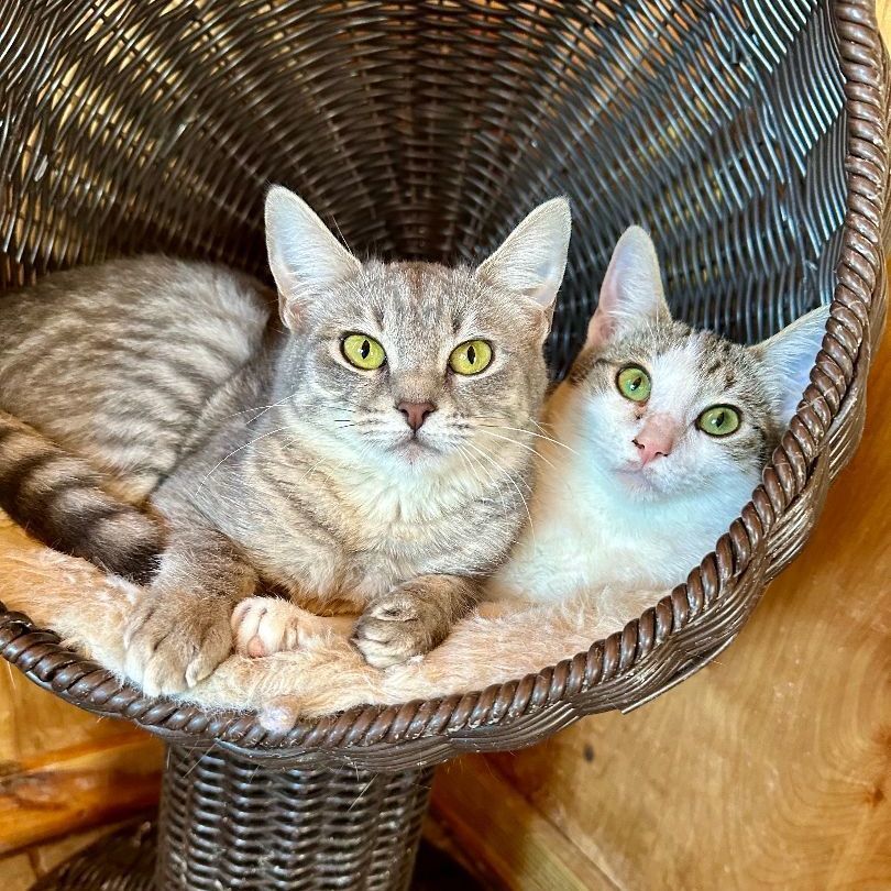 Enlarge Parcel, a Adoptable mixed breed in Seguin, TX image 3/6