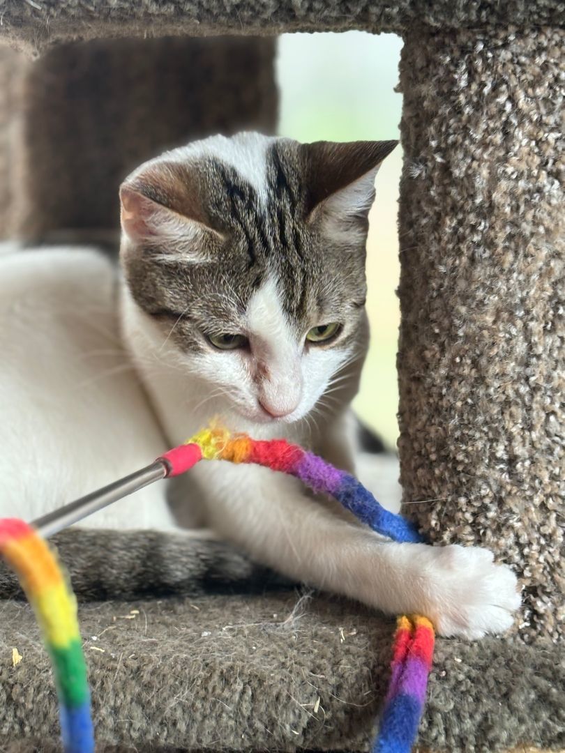 Enlarge Parcel, a Adoptable mixed breed in Seguin, TX image 4/6