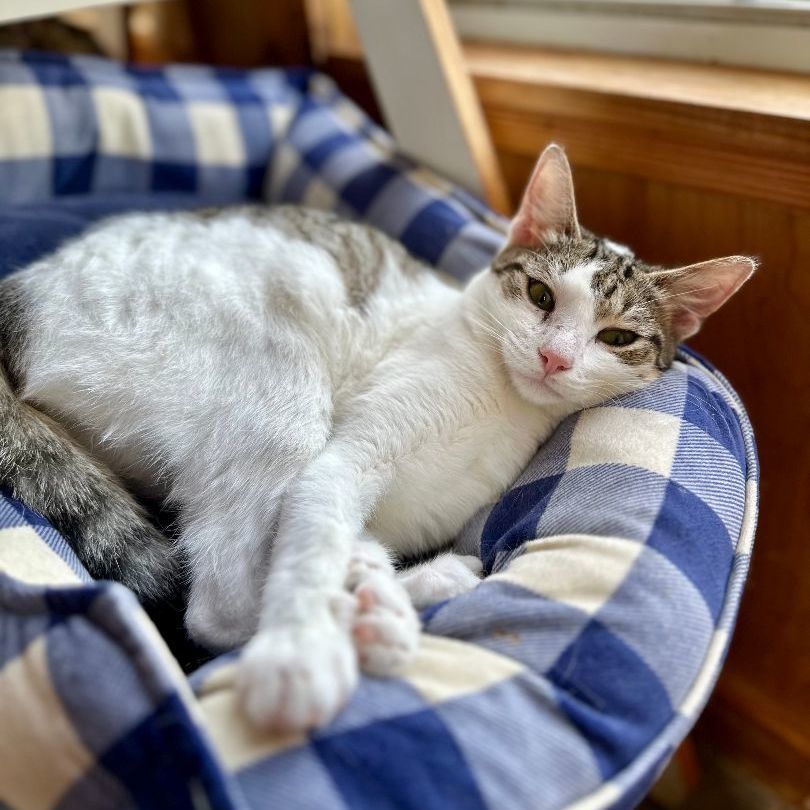 Enlarge Parcel, a Adoptable mixed breed in Seguin, TX image 5/6