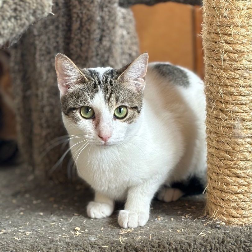 Enlarge Parcel, a Adoptable mixed breed in Seguin, TX image 6/6