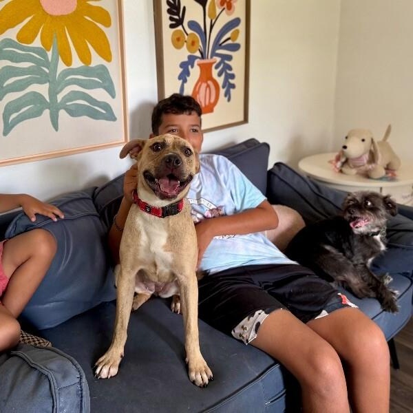 Rainie Baby the pocket sized Pittie lady loves to play with the littles! — thumbnail 4