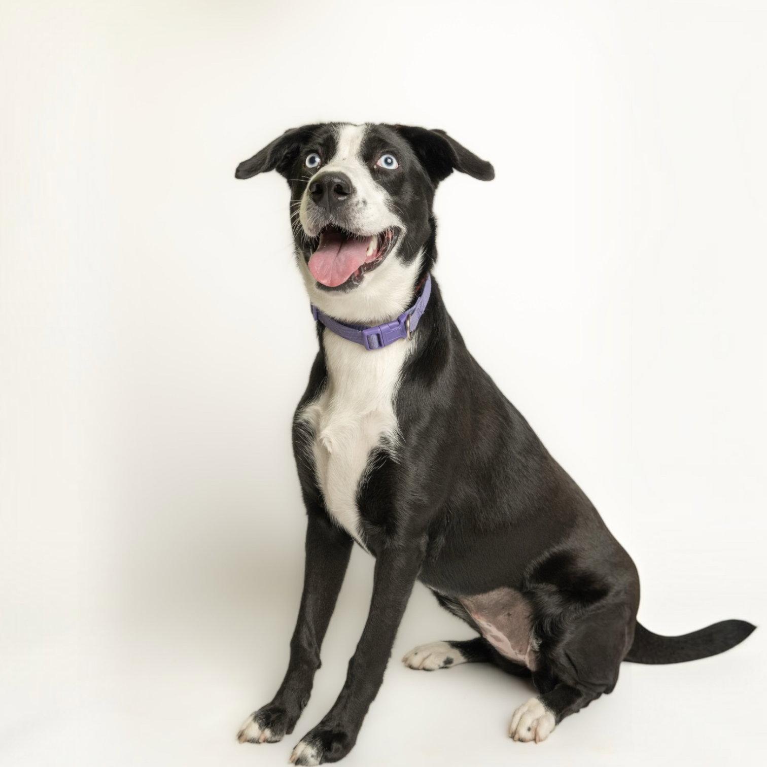 Enlarge Lima Bean, a Adoptable Border Collie in Richardson, TX image 1/1
