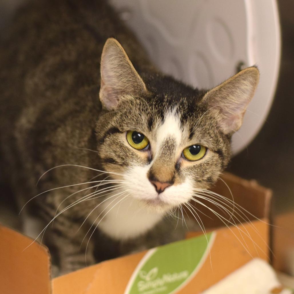 Enlarge Tippy, a Adoptable Domestic Short Hair in Belleville, IL image 1/1