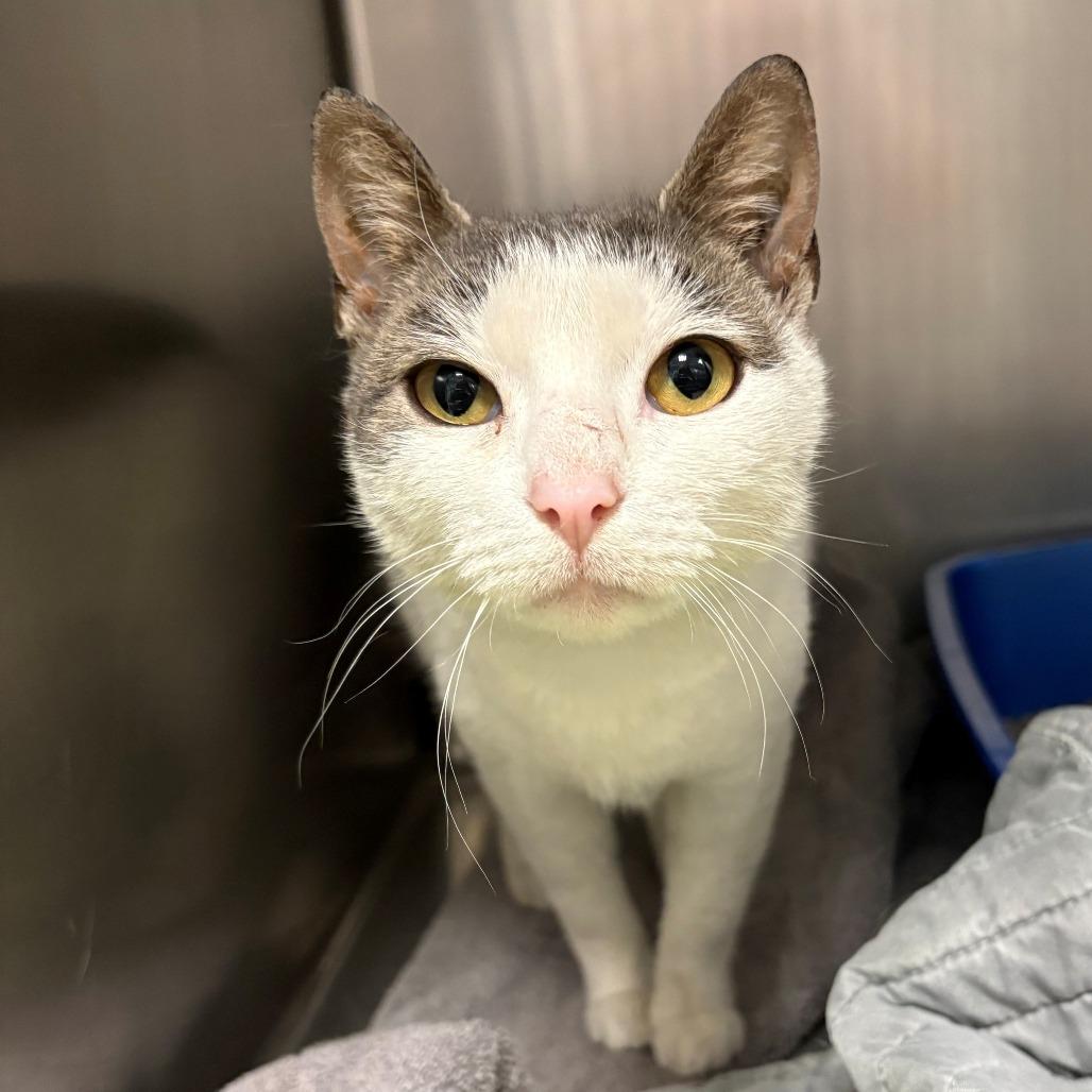 Heidi, Adoptable, Adult Female Domestic Short Hair.