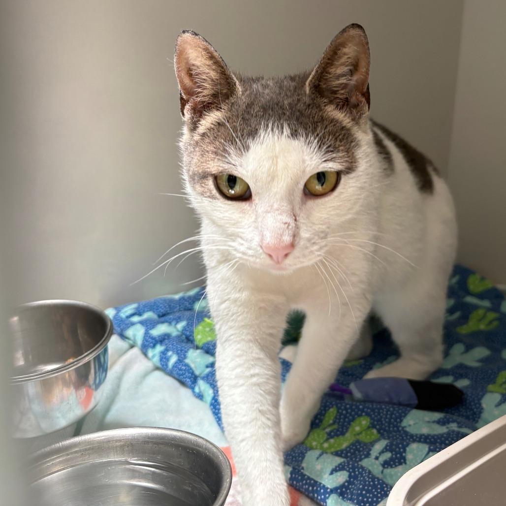 Enlarge Heidi, a Adoptable Domestic Short Hair in East Hanover, NJ image 3/4