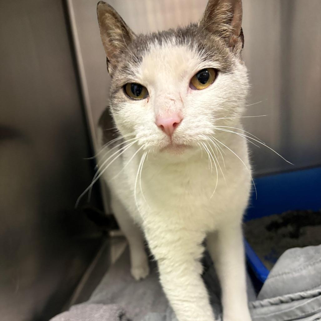 Heidi, a Adoptable Domestic Short Hair in East Hanover, NJ image 3/4
